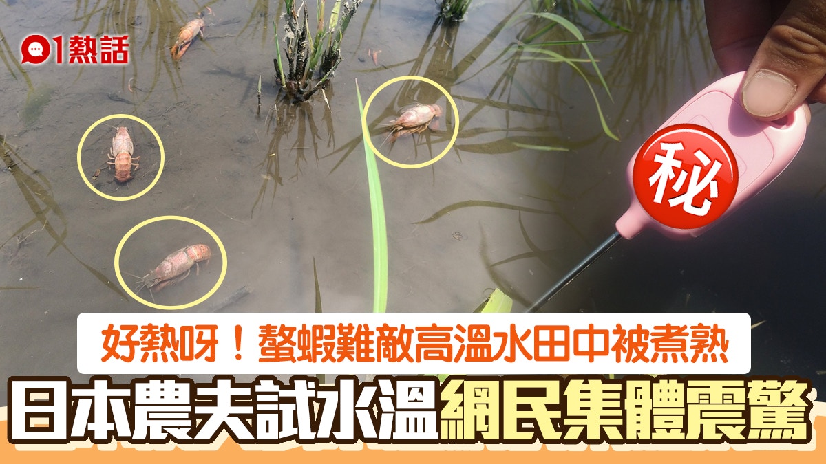 熱到死！日本熱浪水田高溫43°C螯蝦慘被「煮熟」　慘況照片瘋傳