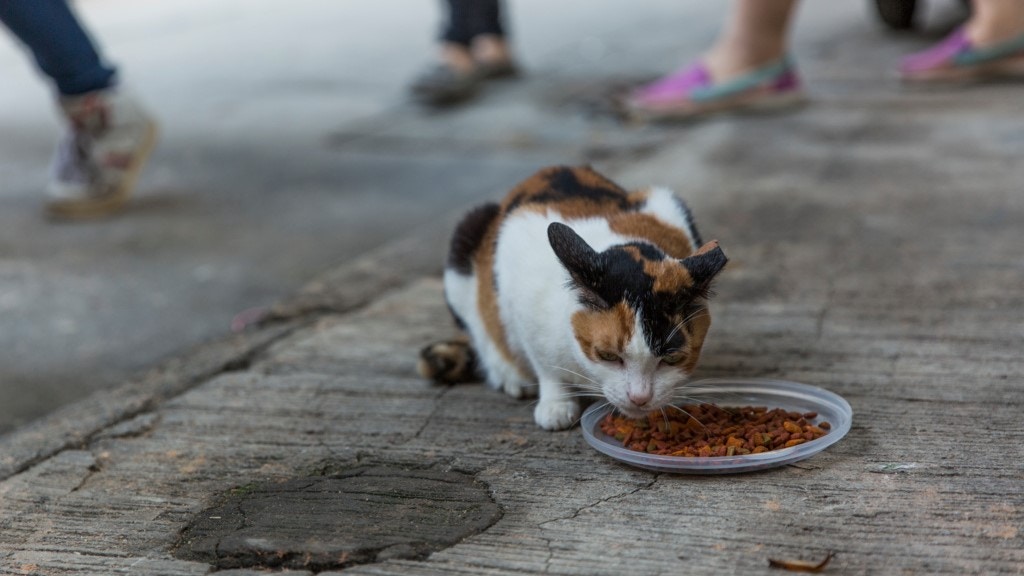 The barrister who is guilty of feeding wild animals says that feeding