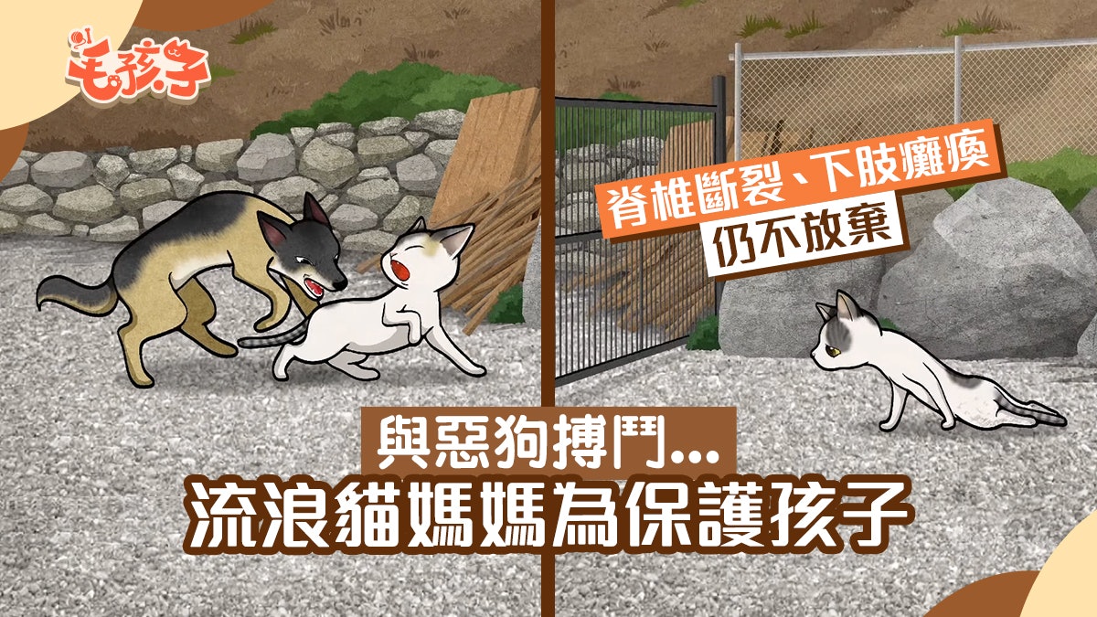 流浪貓媽媽為保護孩子與惡狗搏鬥 脊椎斷裂、下肢癱瘓仍不放棄 流浪貓媽媽為保護孩子與惡狗搏鬥 脊椎斷裂、下肢癱瘓仍不放棄