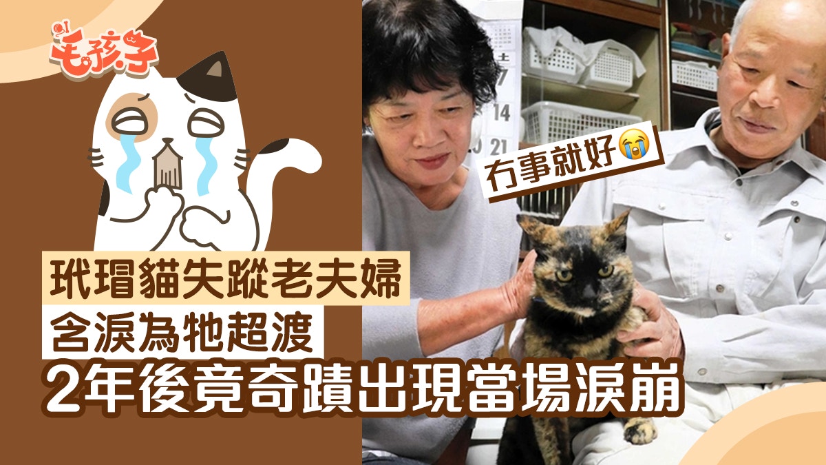 玳瑁貓在家裡失去影蹤老夫婦含淚為牠超渡2年後竟然奇蹟出現 玳瑁貓在家裡失去影蹤老夫婦含淚為牠超渡2年後竟然奇蹟出現