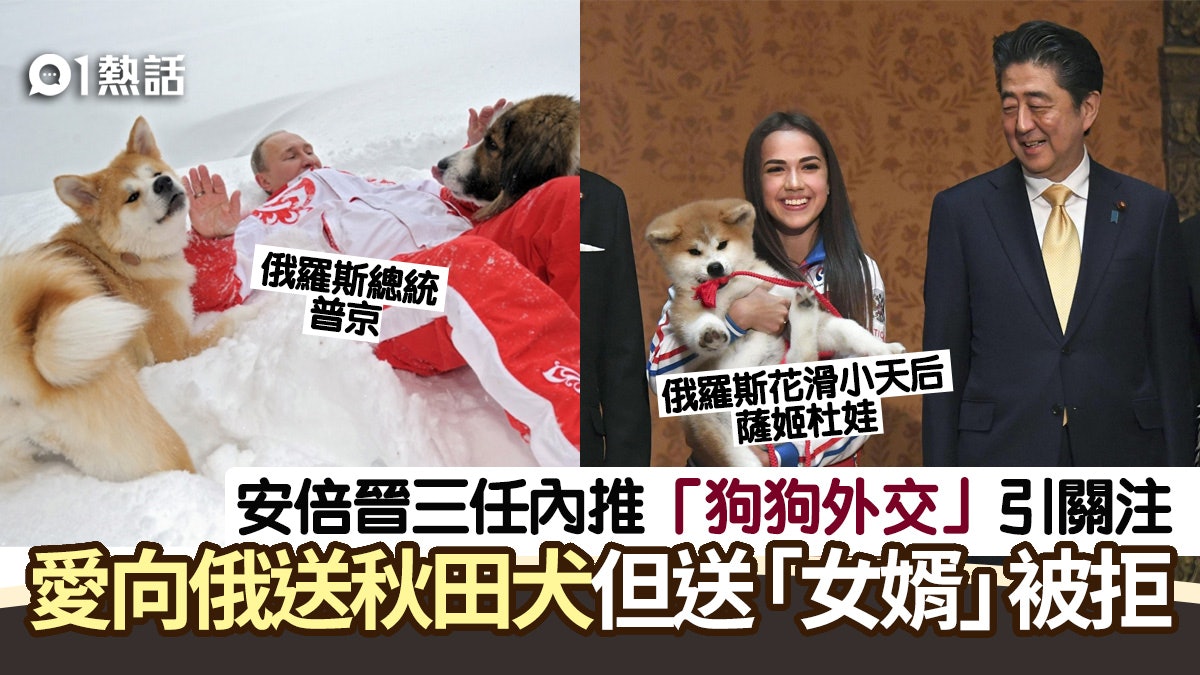秋田犬 香港01 秋田犬 香港01