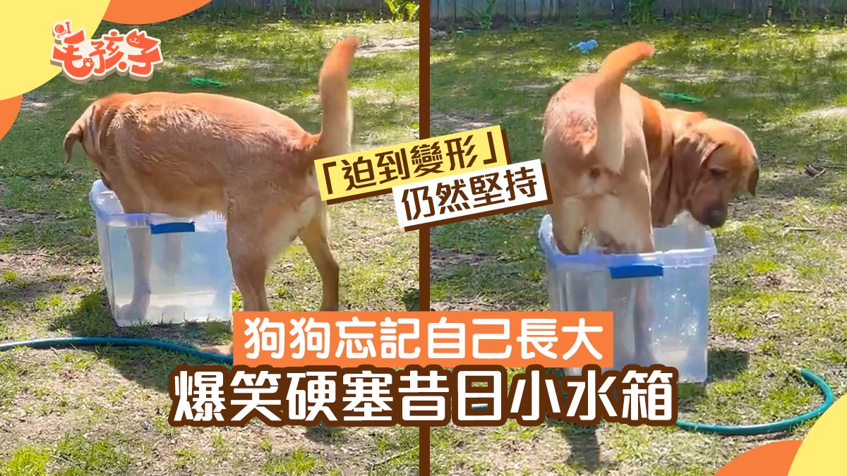 狗狗忘記自己長大　為消暑硬塞昔日小水箱　「擠到變形」還要堅持