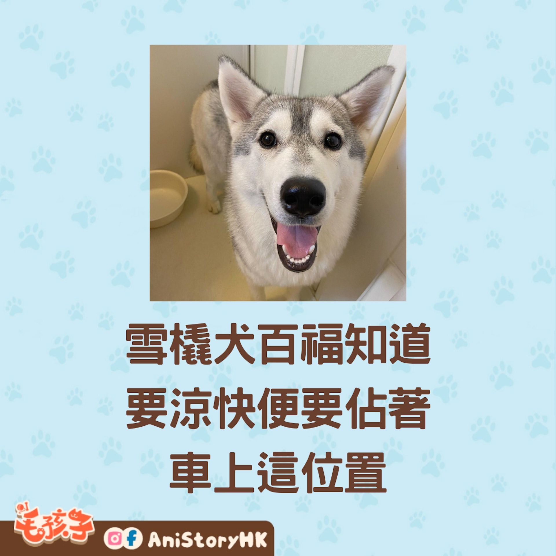 聰明的雪橇犬百福知道,在連上要涼快的話,要先霸佔這個位置。(instagram@momofuku_chan) 聰明的雪橇犬百福知道,在連上要涼快的話,要先霸佔這個位置。(instagram@momofuku_chan)