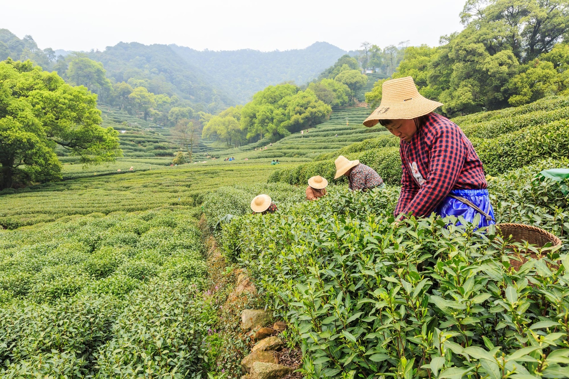 茶史|乾隆為茶寫詩250首!最愛西湖龍井曾言:君不可一日無茶