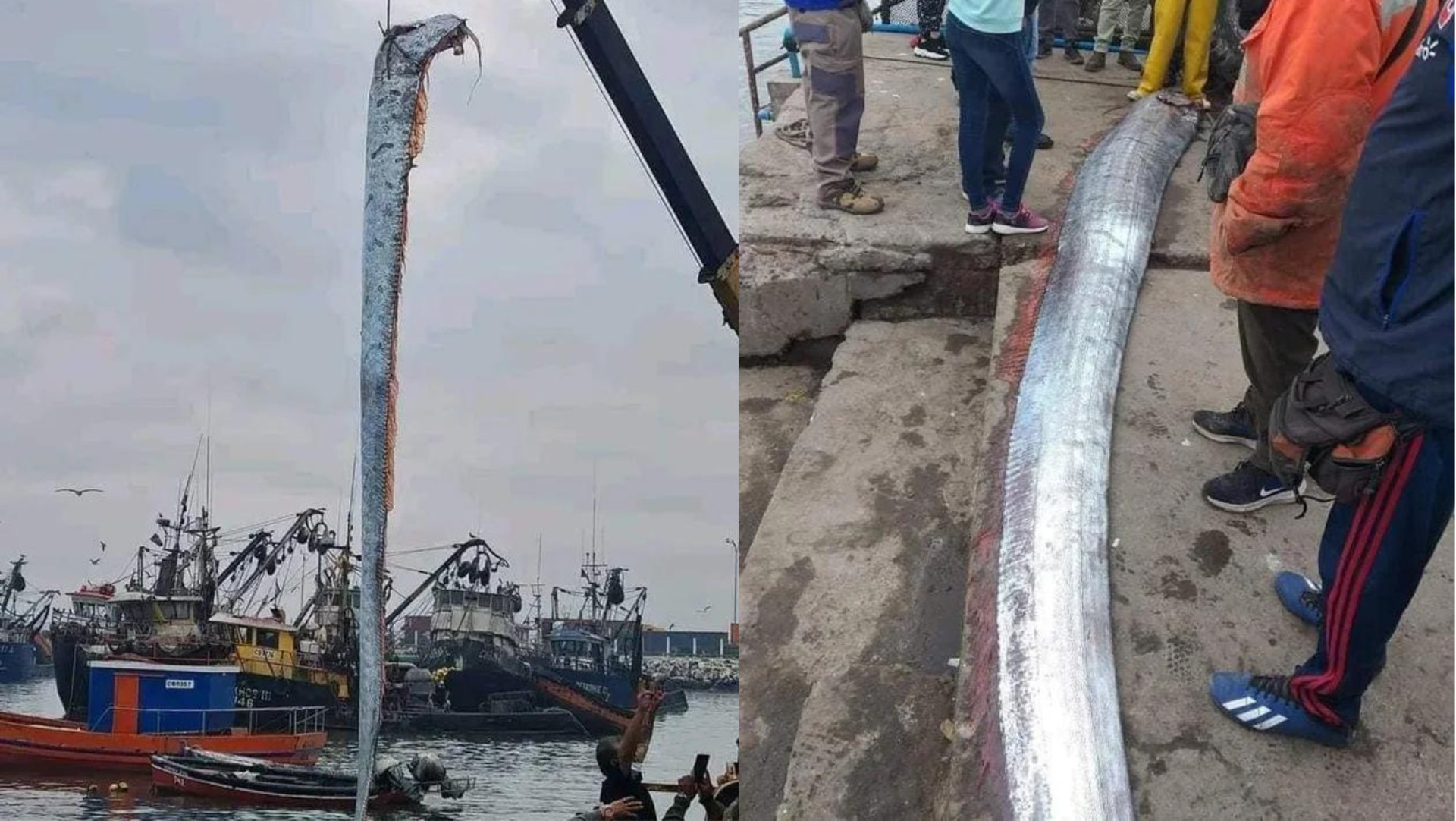 智利有漁民發現1條身長4.8米的皇帶魚，坊間流傳當皇帶魚浮出海面時，恐怕代表將發生重大災難。（圖／翻攝自YouTube）