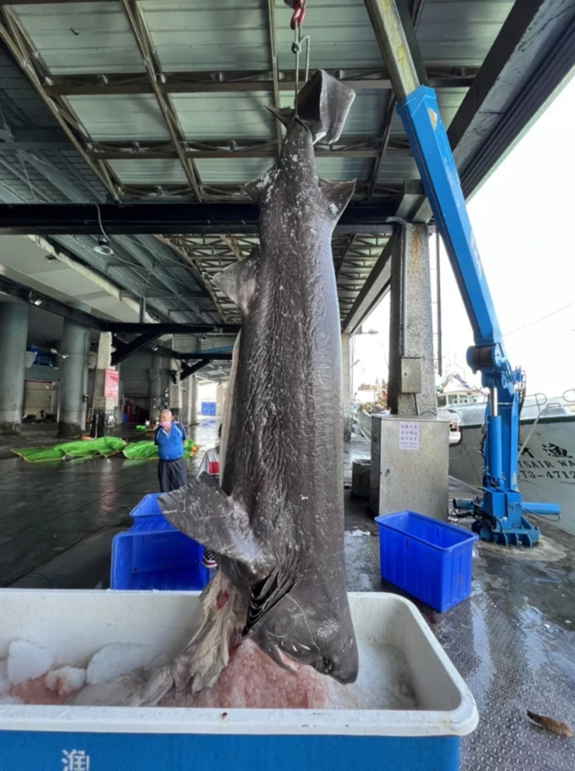 為最古老鯊魚品種漁民捕獲長4米 灰六鰓鯊 僅賣得這價錢 為最古老鯊魚品種漁民捕獲長4米 灰六鰓鯊 僅賣得這價錢