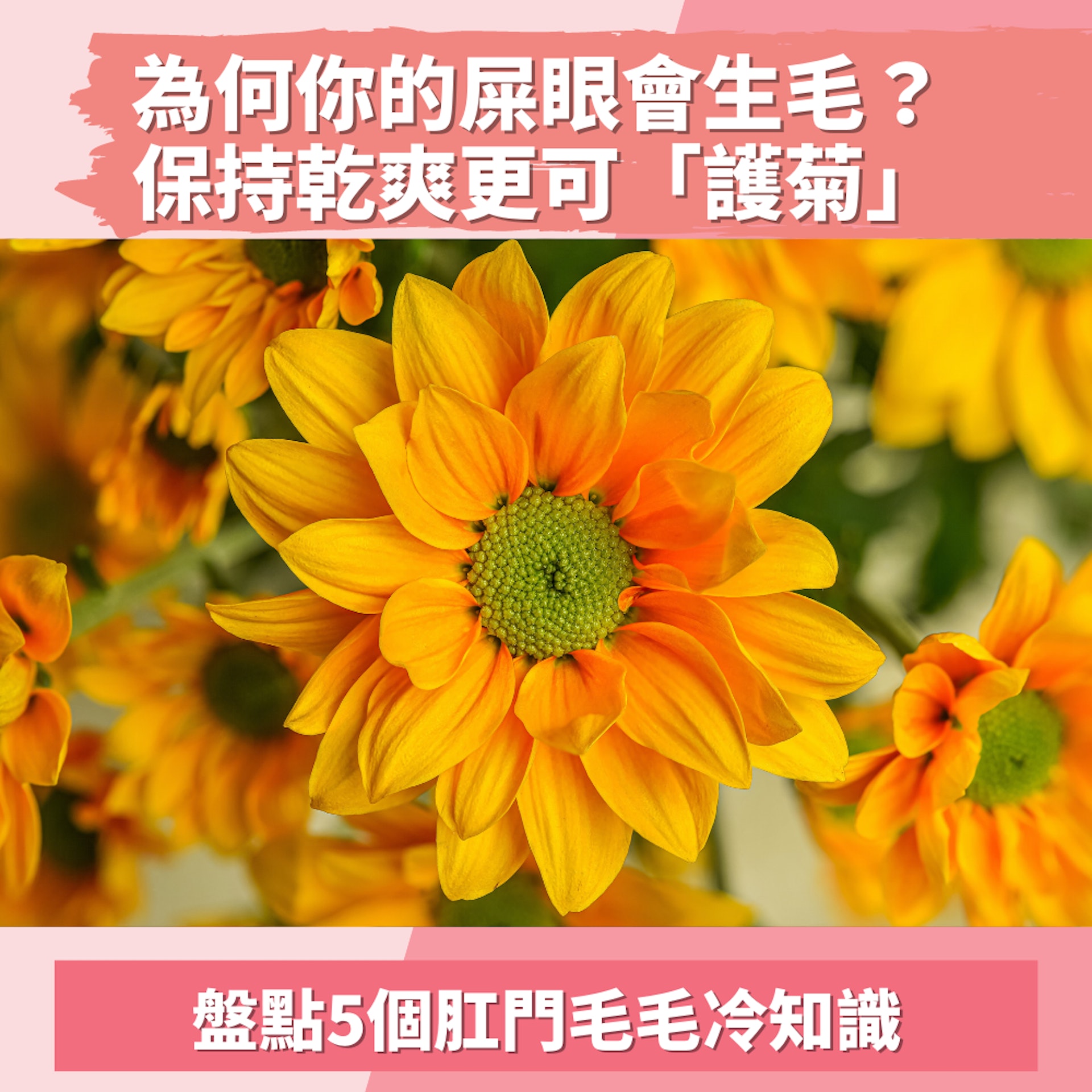 5個肛門毛毛冷知識(01製圖/unsplash@jagtisda) 5個肛門毛毛冷知識(01製圖/unsplash@jagtisda)