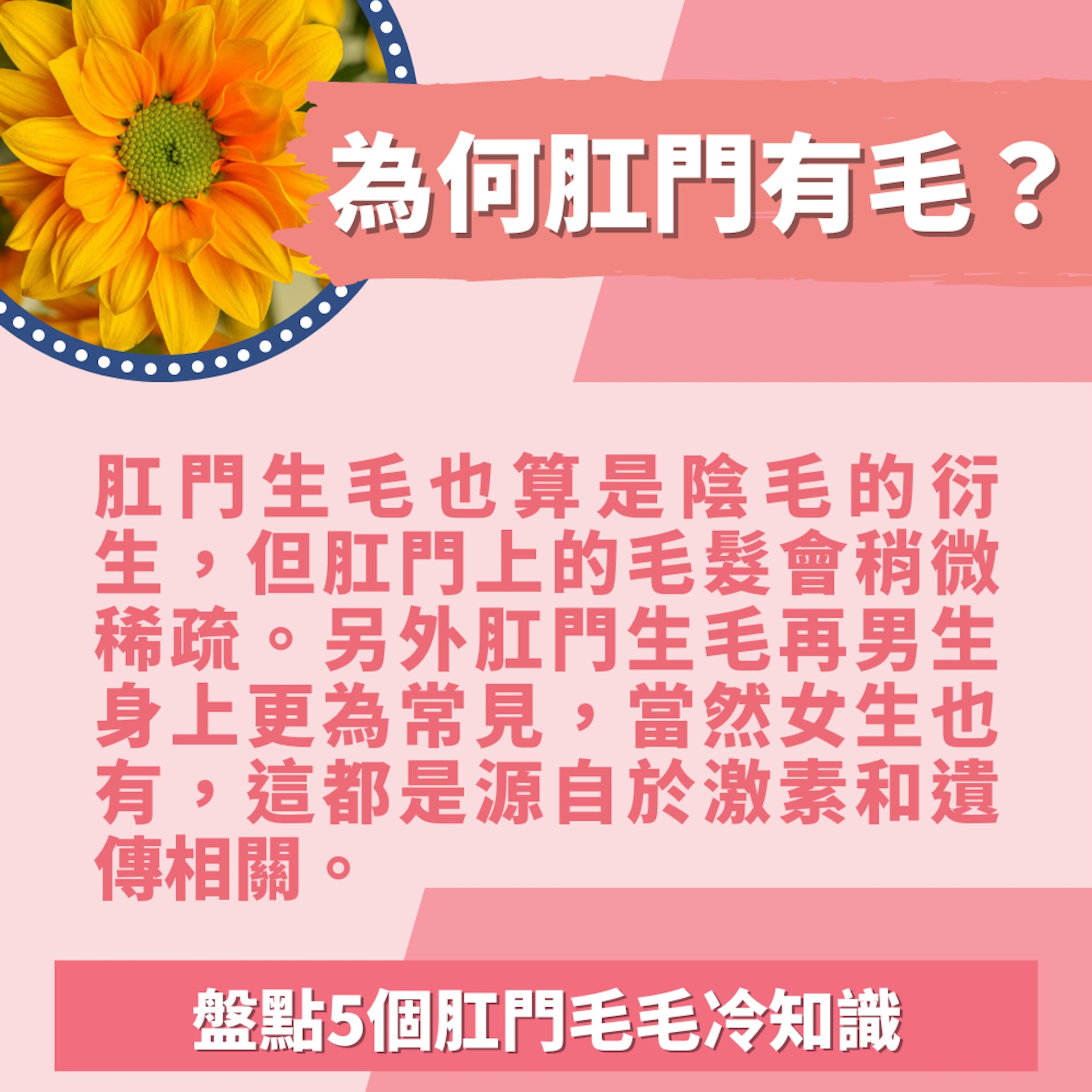 5個肛門毛毛冷知識(01製圖/unsplash@jagtisda) 5個肛門毛毛冷知識(01製圖/unsplash@jagtisda)