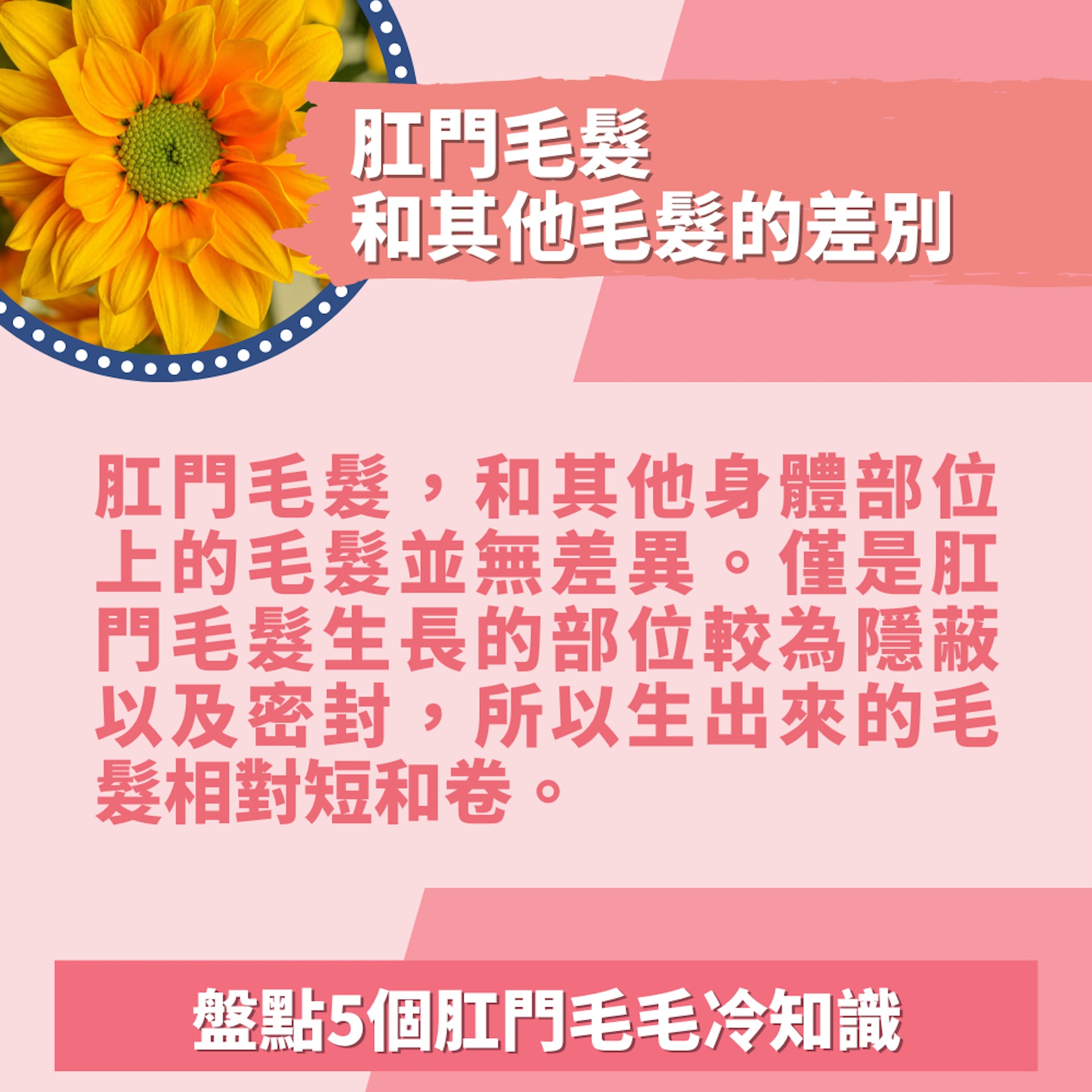 5個肛門毛毛冷知識(01製圖/unsplash@jagtisda) 5個肛門毛毛冷知識(01製圖/unsplash@jagtisda)