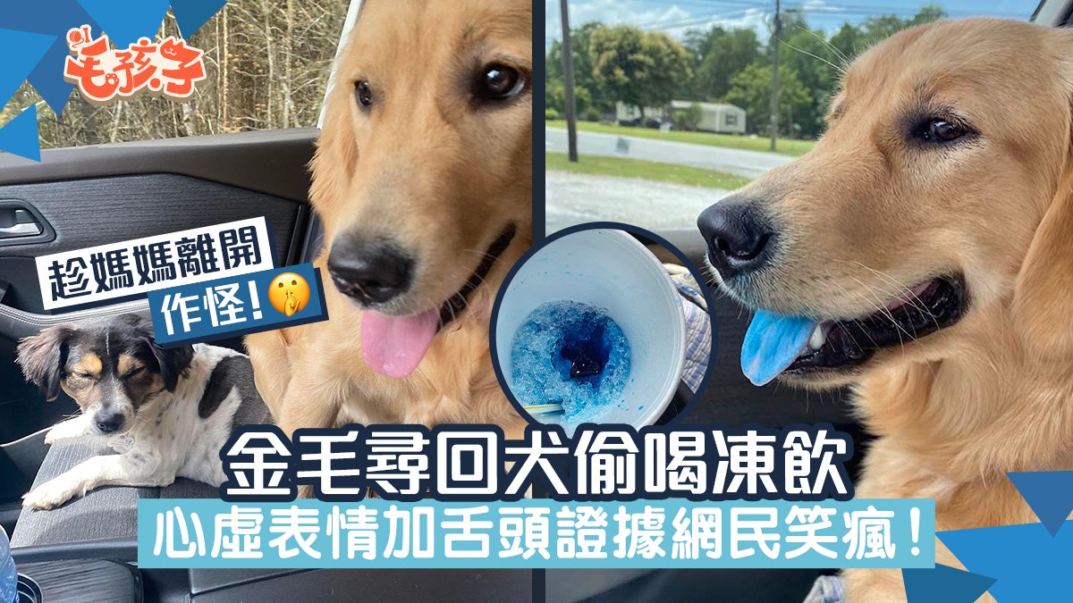 金毛尋回犬趁媽媽離開偷喝凍飲 心虛表情加上這明顯證據網民笑瘋 金毛尋回犬趁媽媽離開偷喝凍飲 心虛表情加上這明顯證據網民笑瘋