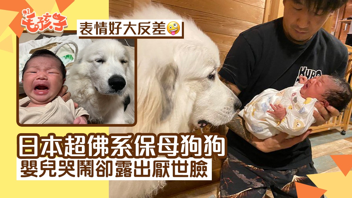 日本超佛系保母狗狗 嬰兒哭鬧卻露出厭世臉 反差表情令網友笑翻 日本超佛系保母狗狗 嬰兒哭鬧卻露出厭世臉 反差表情令網友笑翻