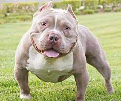 美國惡霸這個犬種創立於90年代中期，以培育成家庭伴侶犬為最終目的。（網上圖片）
