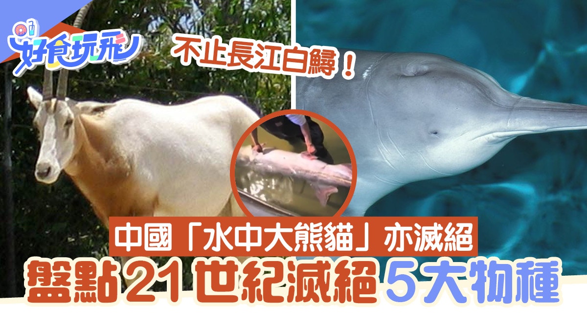 21世紀滅絕的5大物種 不止長江白鱘 中國「水中大熊貓」亦將滅絕