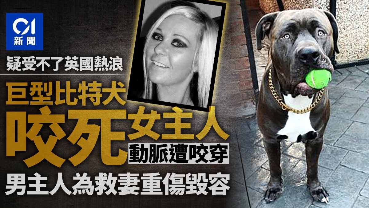 英國熱浪 巨型比特犬疑受不了高溫咬死女主人夫救妻失敗還毀容 英國熱浪 巨型比特犬疑受不了高溫咬死女主人夫救妻失敗還毀容