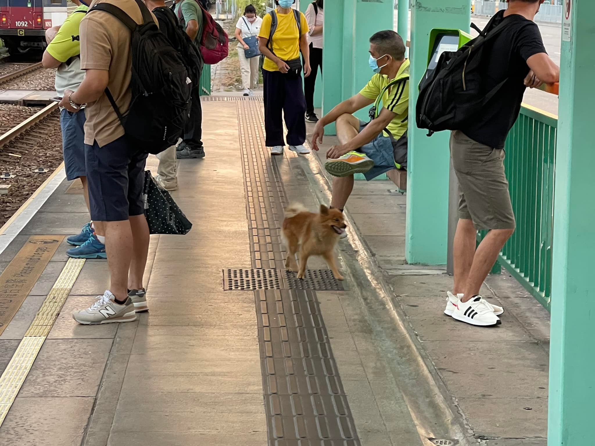 有港女於網上發文表示,日前清晨6時許在屯門鍾屋村輕鐵站月台發現1隻疑似走失的松鼠狗。(fb群組「關注流浪貓狗及放養動物;失狗尋主人(元朗,屯門,天水圍)」圖片) 有港女於網上發文表示,日前清晨6時許在屯門鍾屋村輕鐵站月台發現1隻疑似走失的松鼠狗。(fb群組「關注流浪貓狗及放養動物;失狗尋主人(元朗,屯門,天水圍)」圖片)