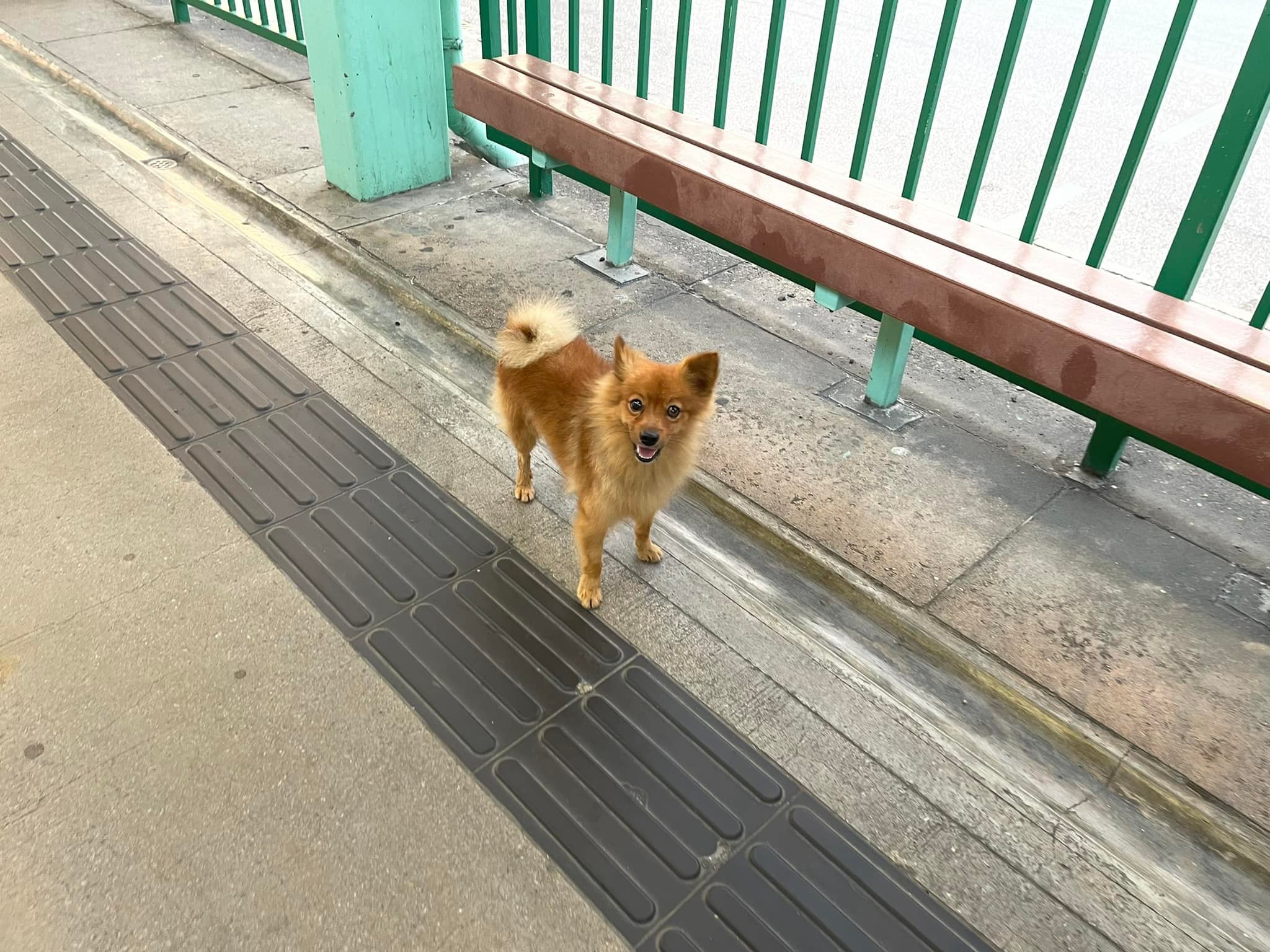 有港女於網上發文表示，日前清晨6時許在屯門鍾屋村輕鐵站月台發現1隻疑似走失的松鼠狗。（fb群組「關注流浪貓狗及放養動物；失狗尋主人（元朗，屯門，天水圍）」圖片）