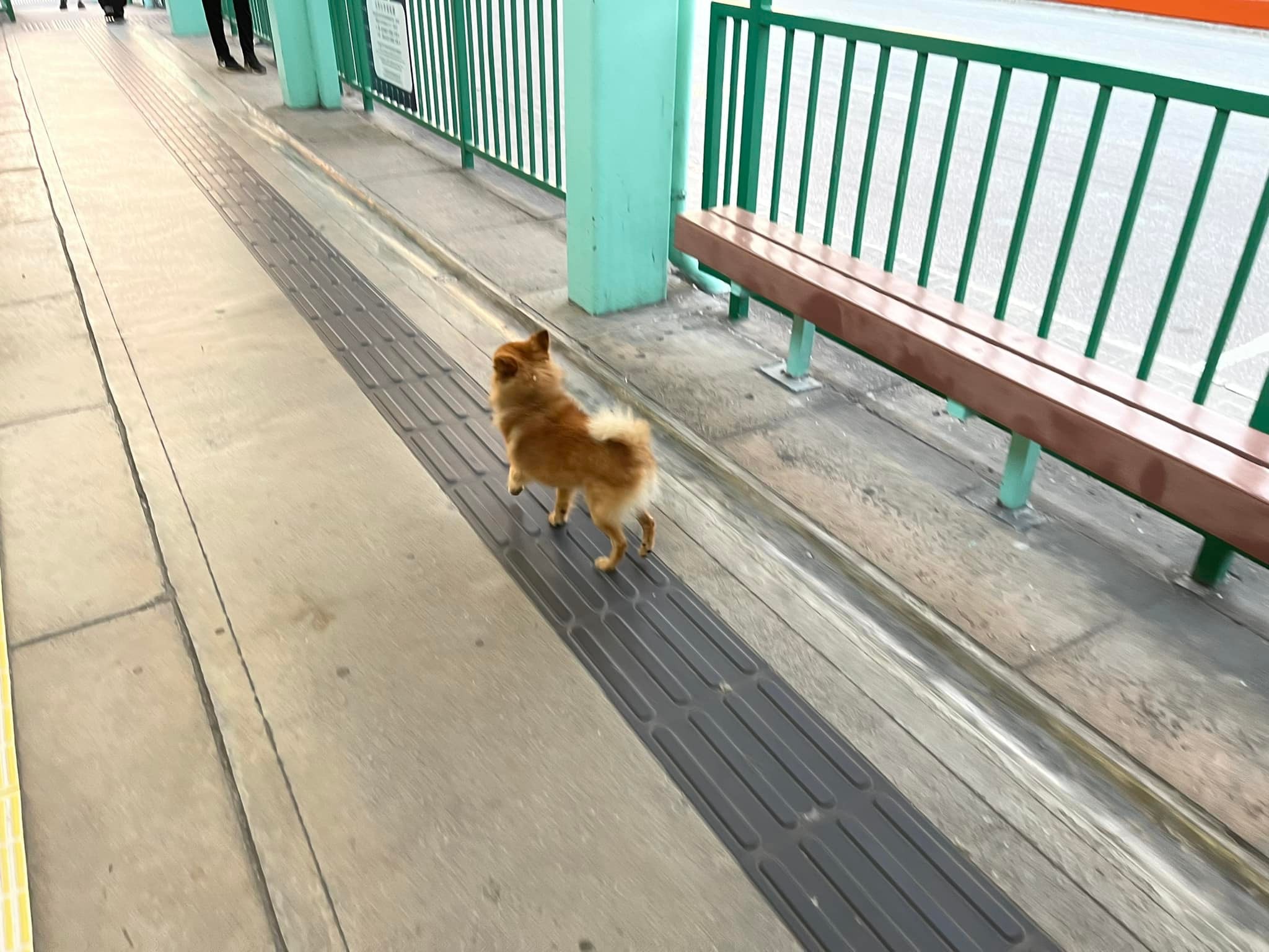 有港女於網上發文表示，日前清晨6時許在屯門鍾屋村輕鐵站月台發現1隻疑似走失的松鼠狗。（fb群組「關注流浪貓狗及放養動物；失狗尋主人（元朗，屯門，天水圍）」圖片）