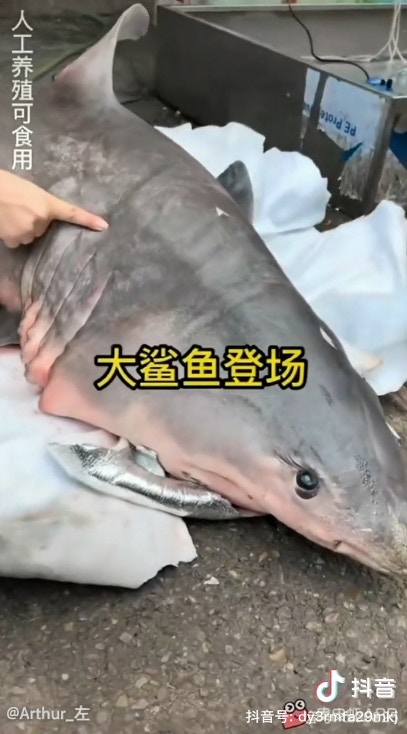 網紅水煮燒烤「人工養殖」鯊魚被舉報警方證實為瀕危大白鯊