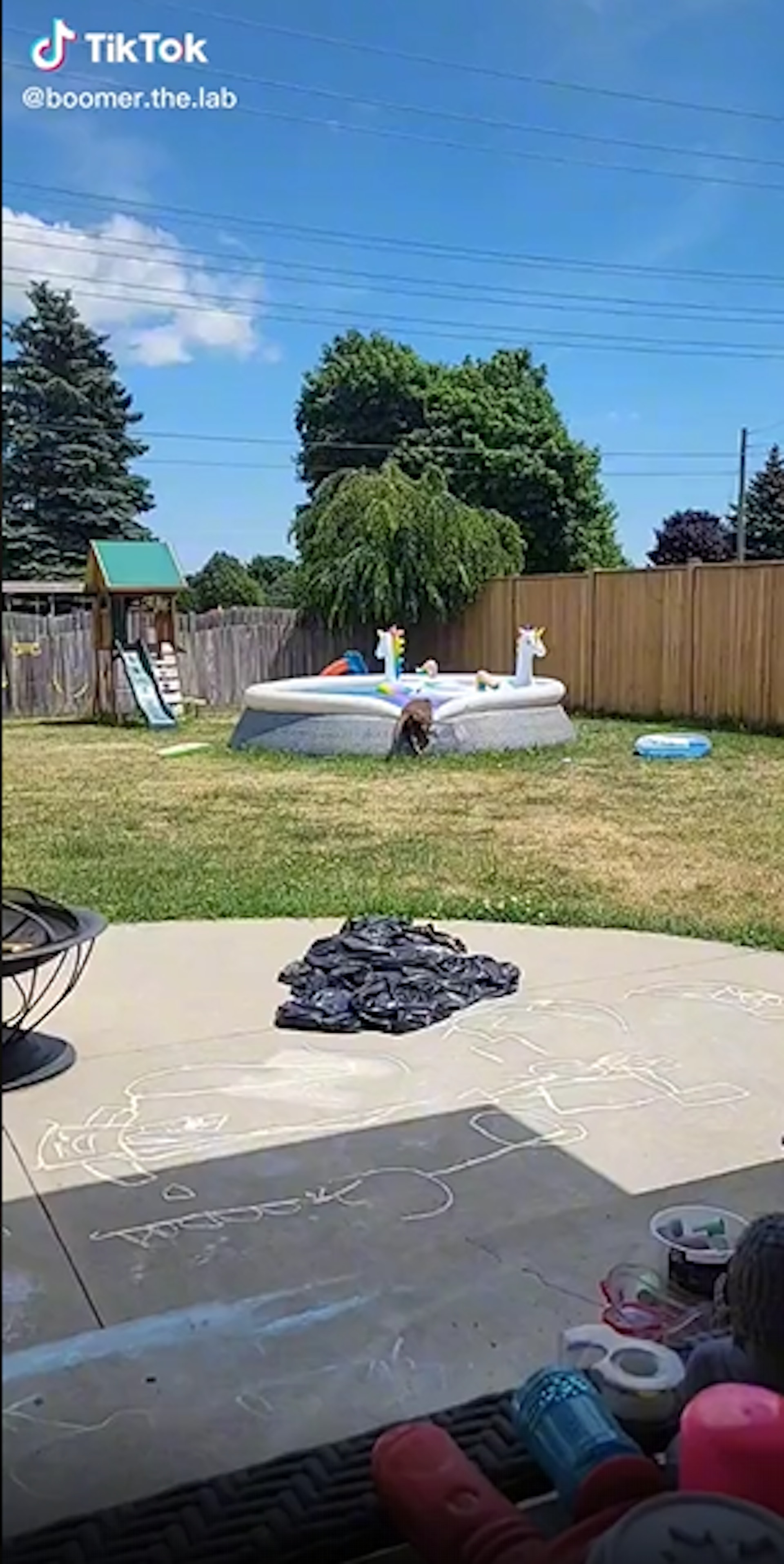 拉布拉多「小型犬悲歌」(TikTok@boomer.the.lab) 拉布拉多「小型犬悲歌」(TikTok@boomer.the.lab)