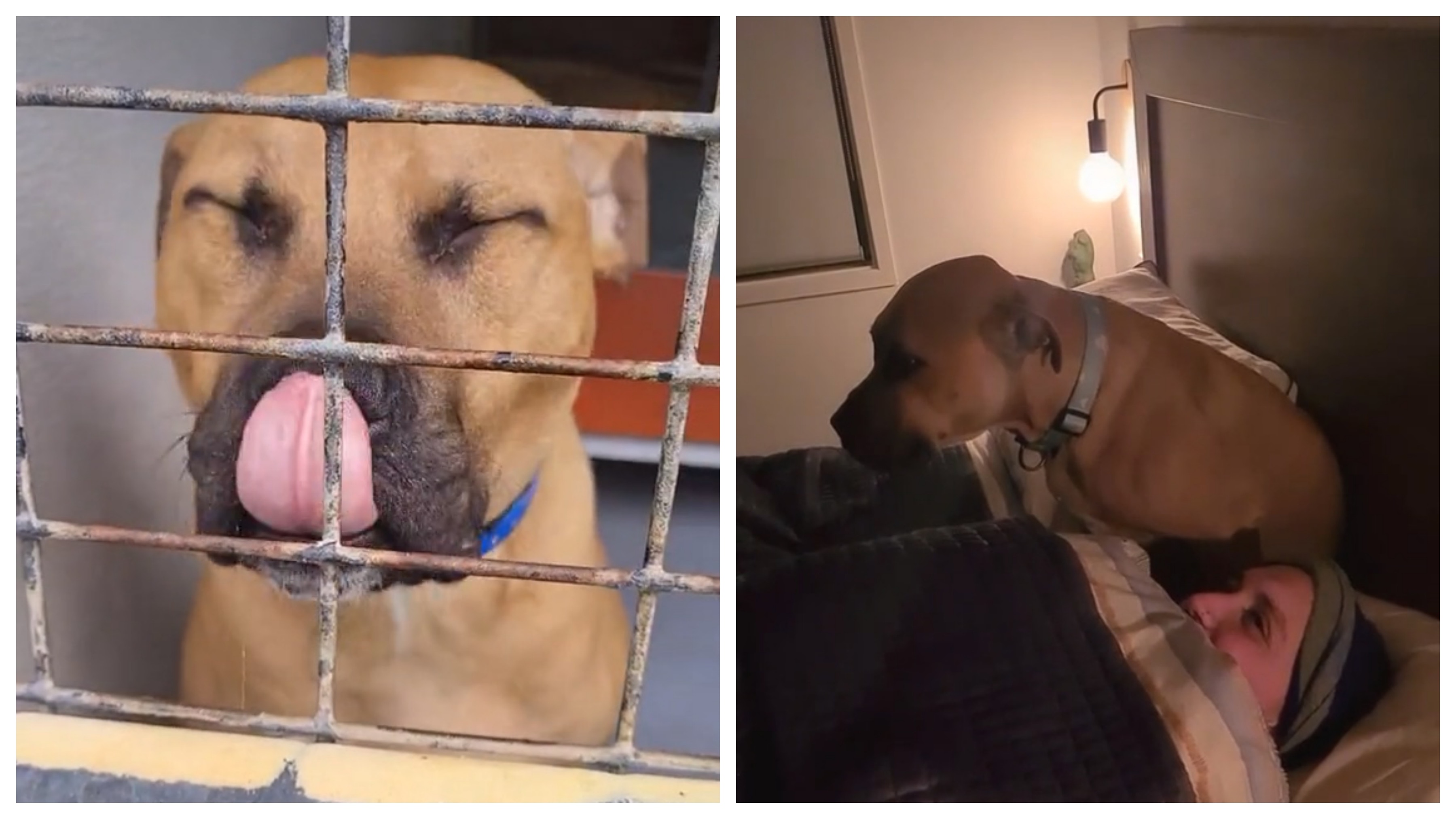 比特犬扮隱形不動　只因爸爸不准牠做這事　天真汪：你看不見我！