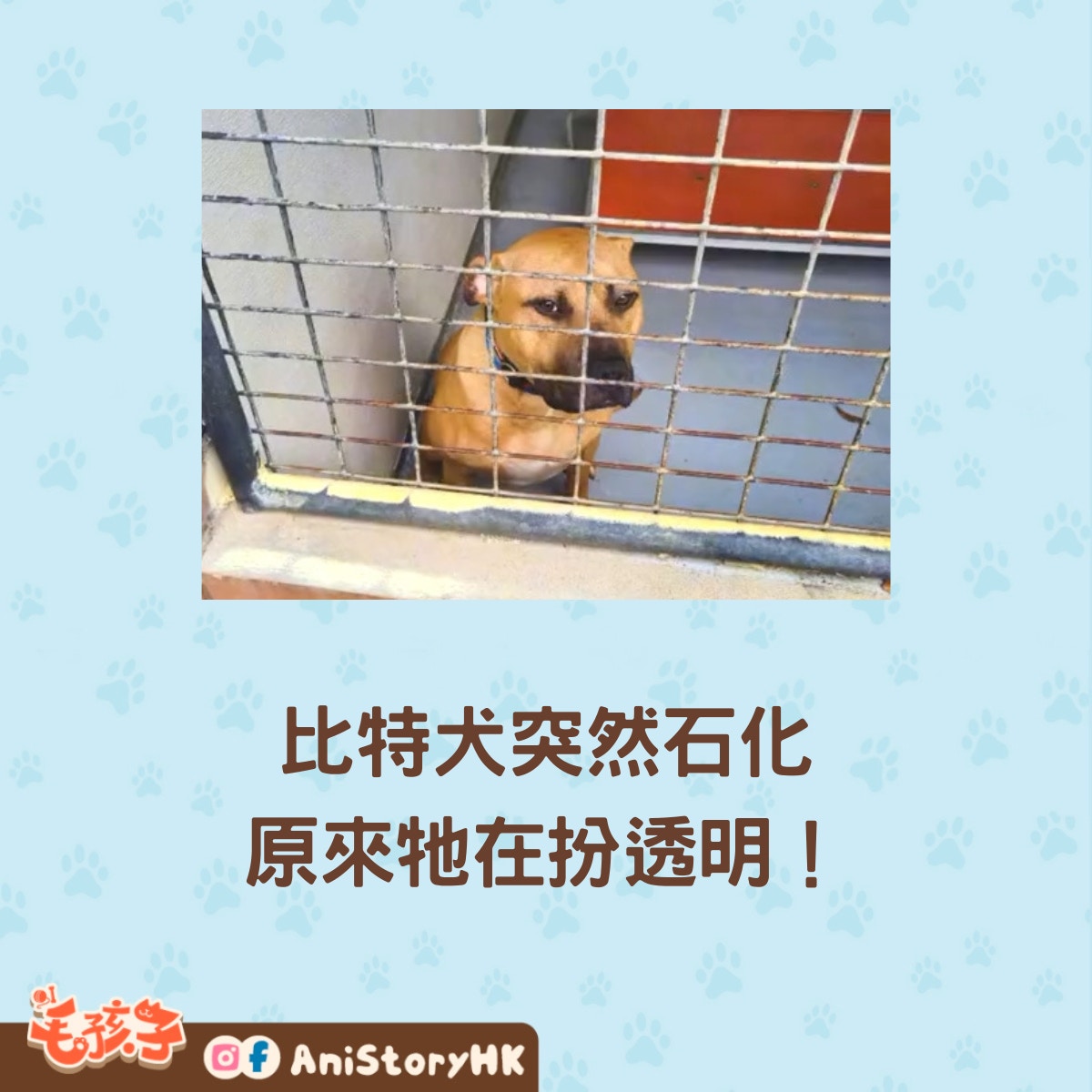 這就是比特犬桑尼（Sonny）。（tiktok@sonnystaffy）