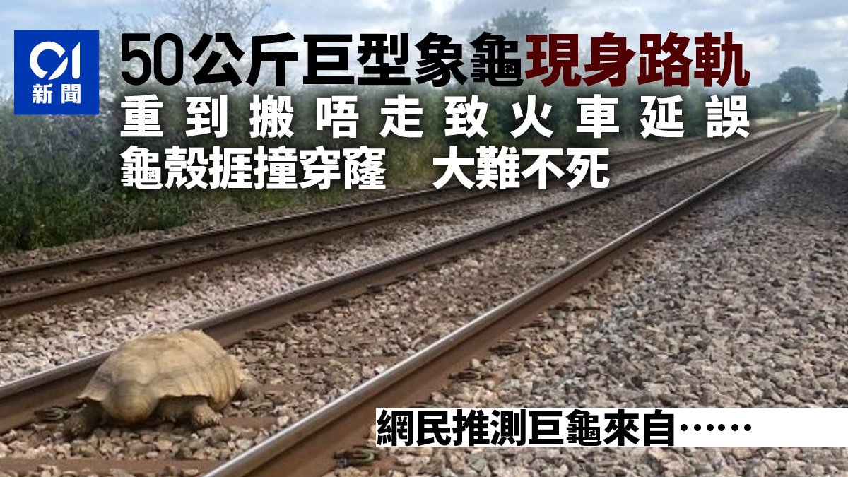 英國火車延誤數十分鐘原因令乘客傻眼:撞到巨大烏龜 太重搬不走 英國火車延誤數十分鐘原因令乘客傻眼:撞到巨大烏龜 太重搬不走