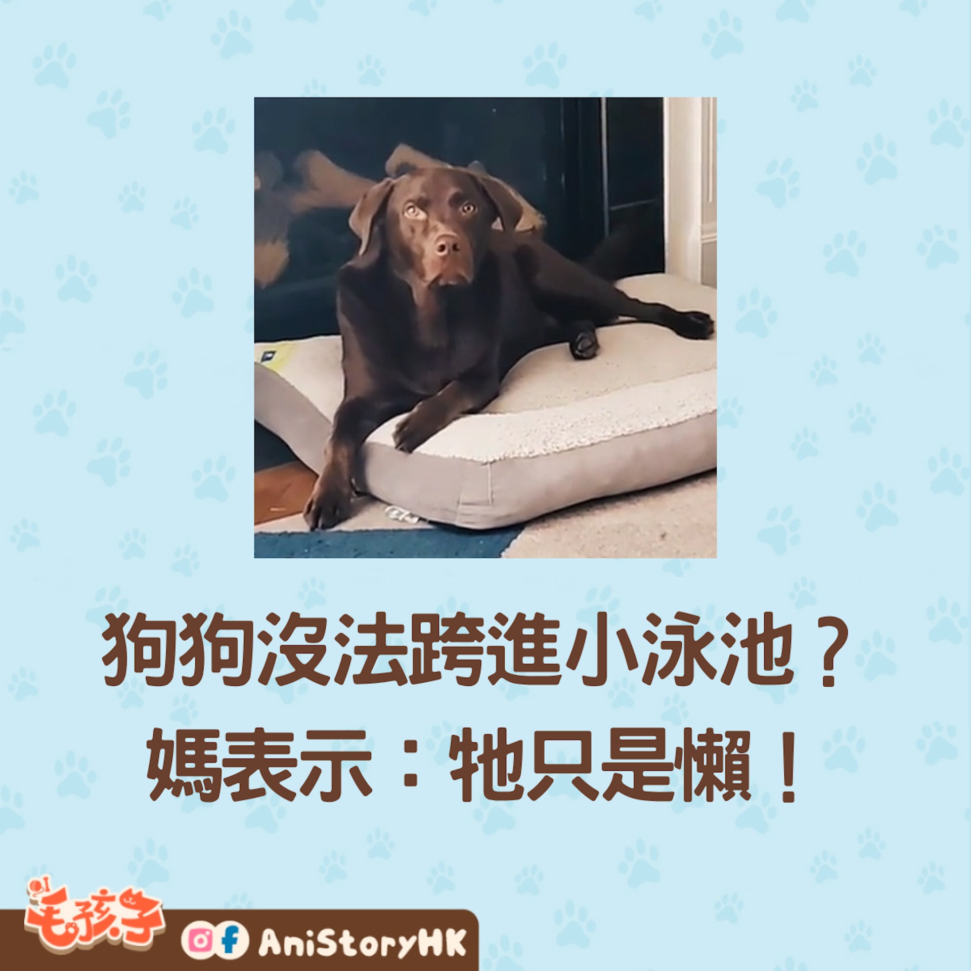拉布拉多「小型犬悲歌」(TikTok@boomer.the.lab) 拉布拉多「小型犬悲歌」(TikTok@boomer.the.lab)
