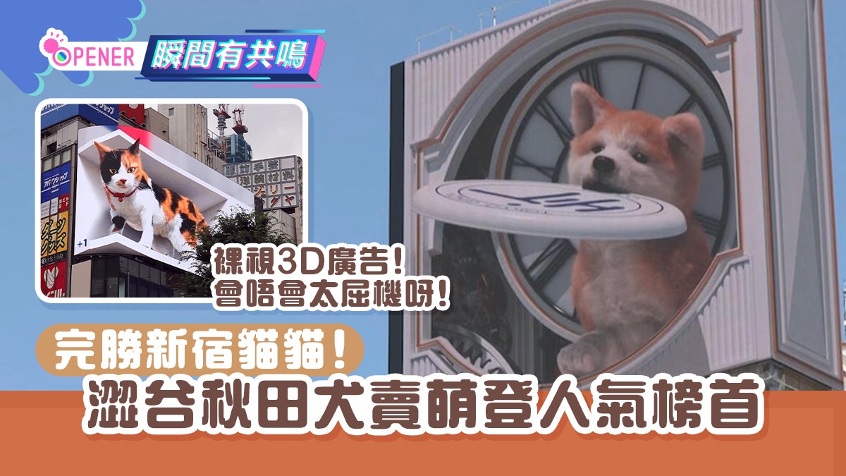 秋田犬 香港01 秋田犬 香港01