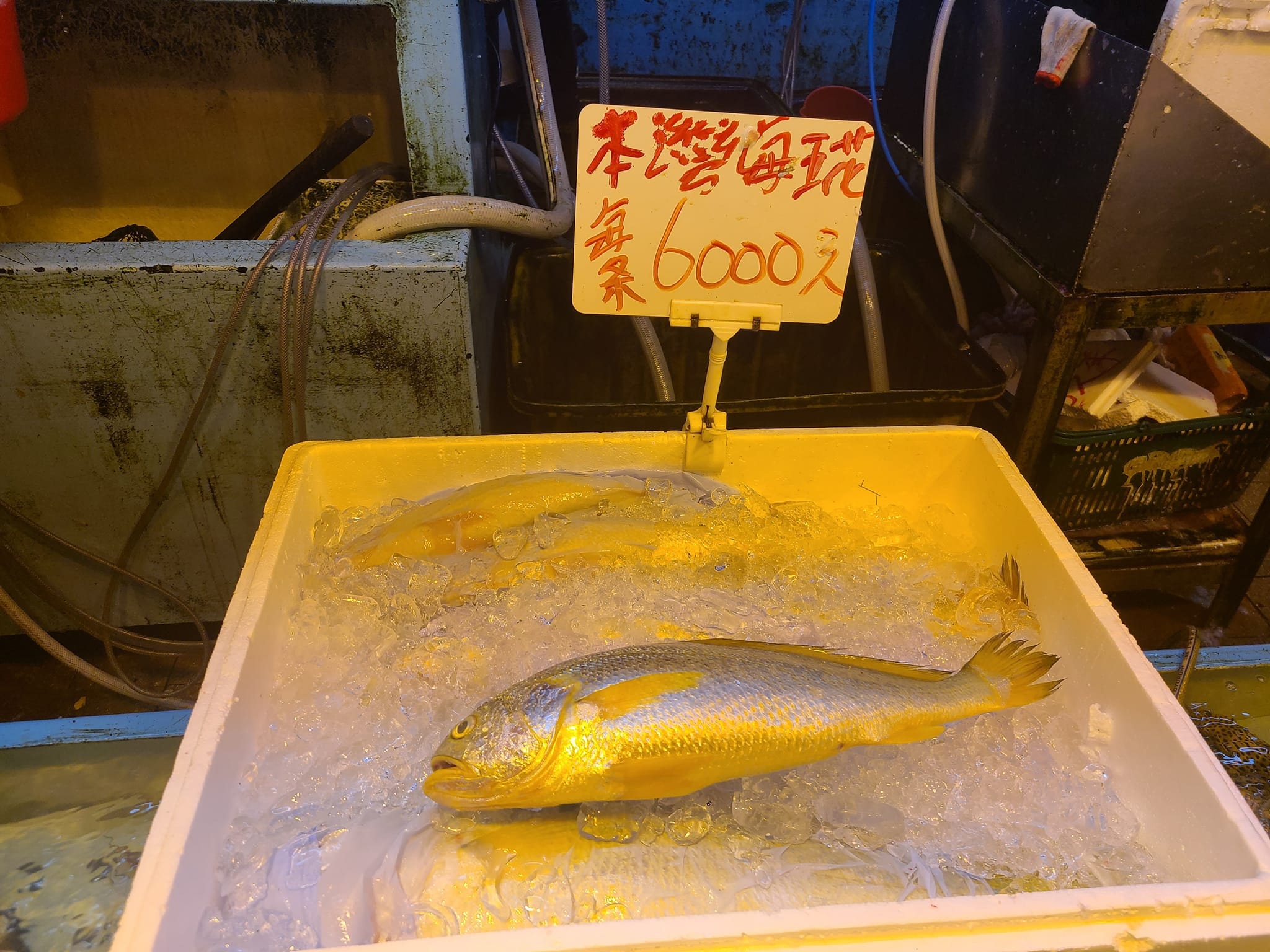 有網民近日到街市買餸時，發現魚檔竟有1條價值6000元的海黃花魚出售，不禁驚訝價錢之高，又質疑檔主看中消費券商機。（fb「香港街市魚類海鮮研究社」圖片）