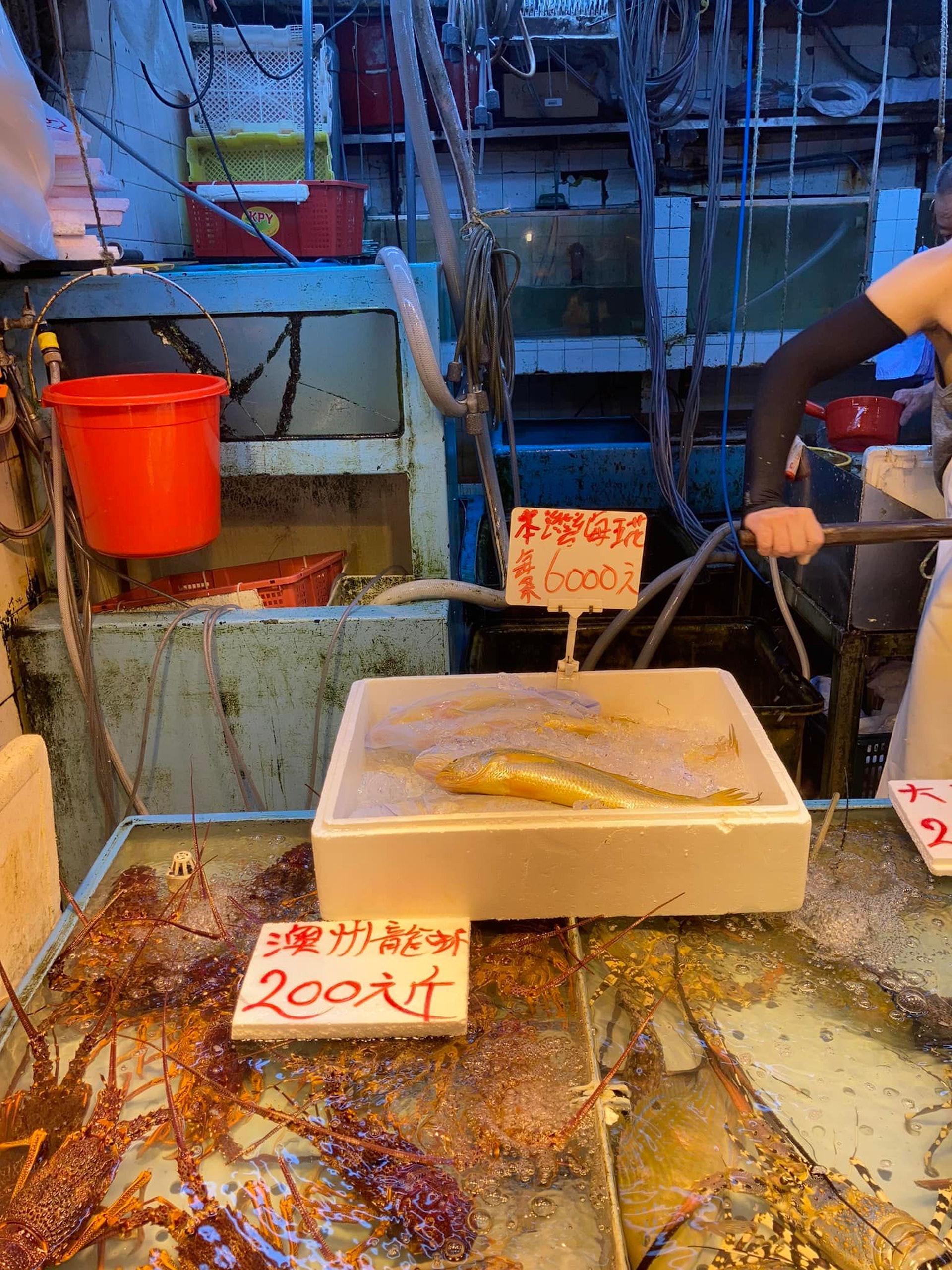 相中可見,至少4至5條黃花魚被放於發泡膠箱展示,箱內有大量冰粒用以保鮮,價錢牌未有標明黃花魚的重量或每斤售價,僅寫上「本灣海黃花」作招徠。(fb「荃灣人」圖片) 相中可見,至少4至5條黃花魚被放於發泡膠箱展示,箱內有大量冰粒用以保鮮,價錢牌未有標明黃花魚的重量或每斤售價,僅寫上「本灣海黃花」作招徠。(fb「荃灣人」圖片)