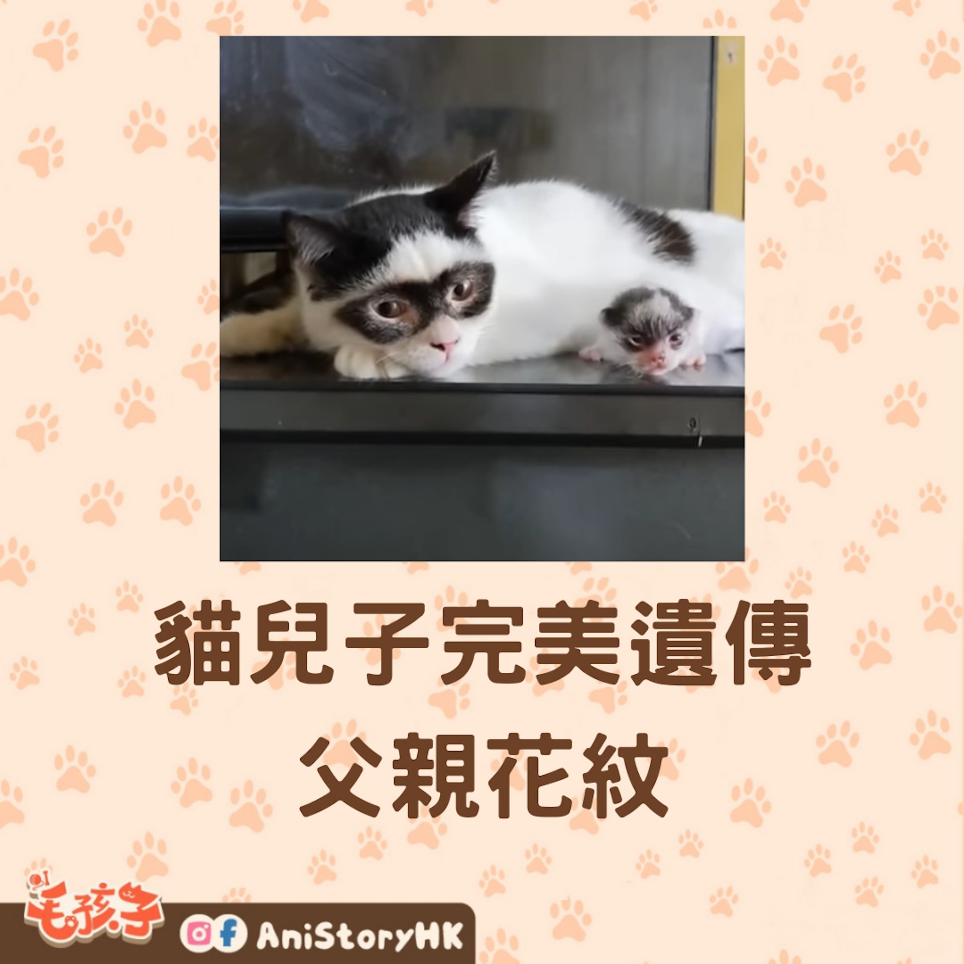 貓兒子完美遺傳父親花紋複製貼上黑眼罩成小蒙面俠 親生確認 貓兒子完美遺傳父親花紋複製貼上黑眼罩成小蒙面俠 親生確認