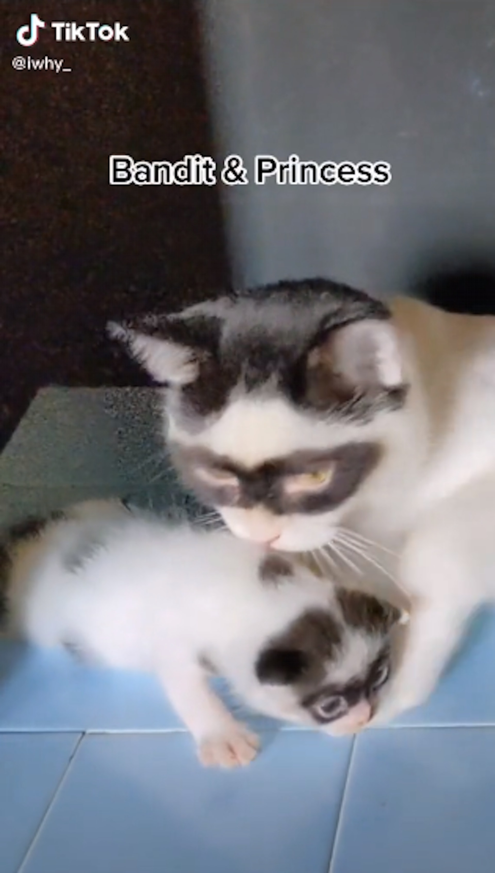 貓兒子完美遺傳父親花紋複製貼上黑眼罩成小蒙面俠 親生確認 貓兒子完美遺傳父親花紋複製貼上黑眼罩成小蒙面俠 親生確認