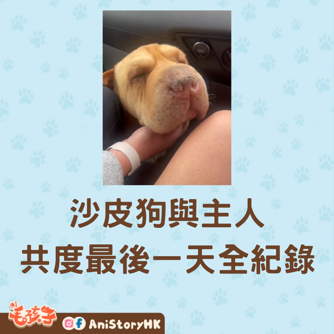 沙皮狗與主人共度最後一天全紀錄（01製圖,TikTok@elliebuckler）
