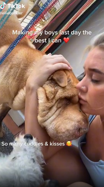 沙皮狗與主人共度最後一天全紀錄（TikTok@elliebuckler）