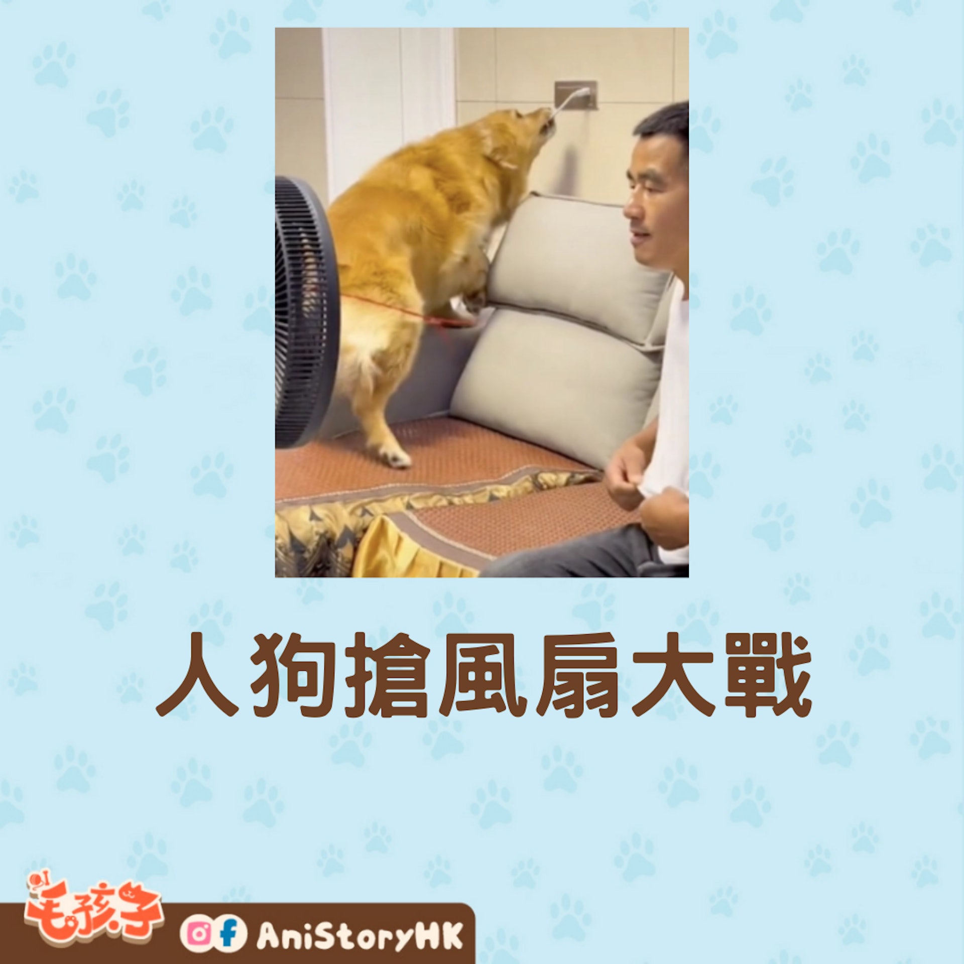 人狗搶風扇大戰(01製圖,TikTok@petfeigu) 人狗搶風扇大戰(01製圖,TikTok@petfeigu)