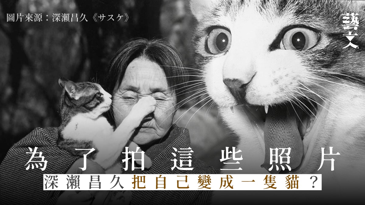 貓咪攝影|日本攝影大師深瀨昌久紀錄愛貓面貌 作品價值被低估? 貓咪攝影|日本攝影大師深瀨昌久紀錄愛貓面貌 作品價值被低估?
