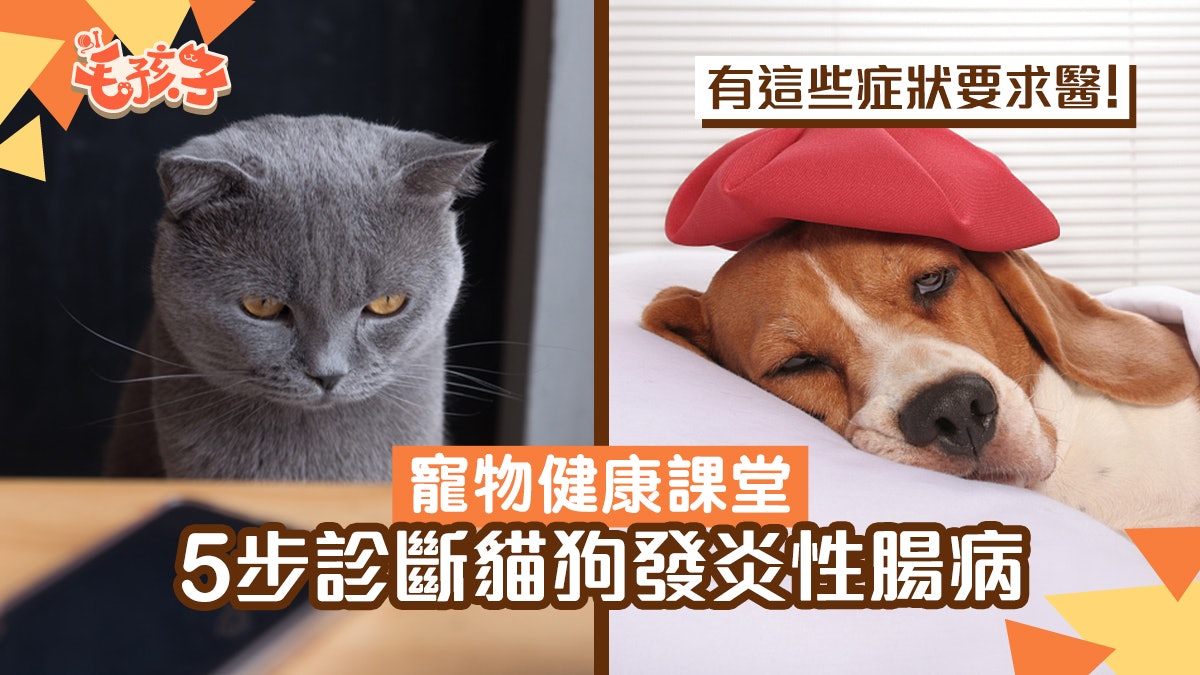 寵物健康|5步即可診斷貓狗發炎性腸病 出現這些症狀應立即求醫 寵物健康|5步即可診斷貓狗發炎性腸病 出現這些症狀應立即求醫