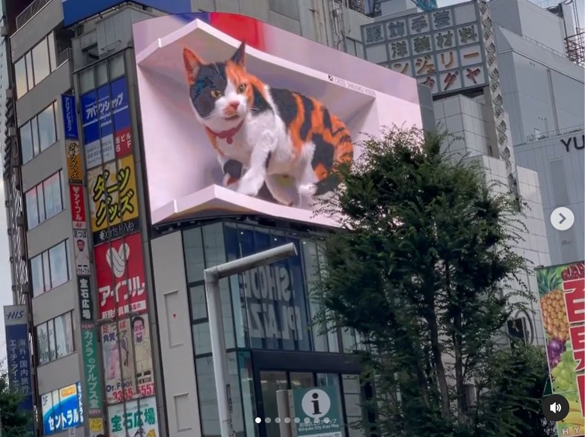 巨型的貓咪就像從大廈探出頭來,非常引人注目。(IG@ikeda.takato) 巨型的貓咪就像從大廈探出頭來,非常引人注目。(IG@ikeda.takato)