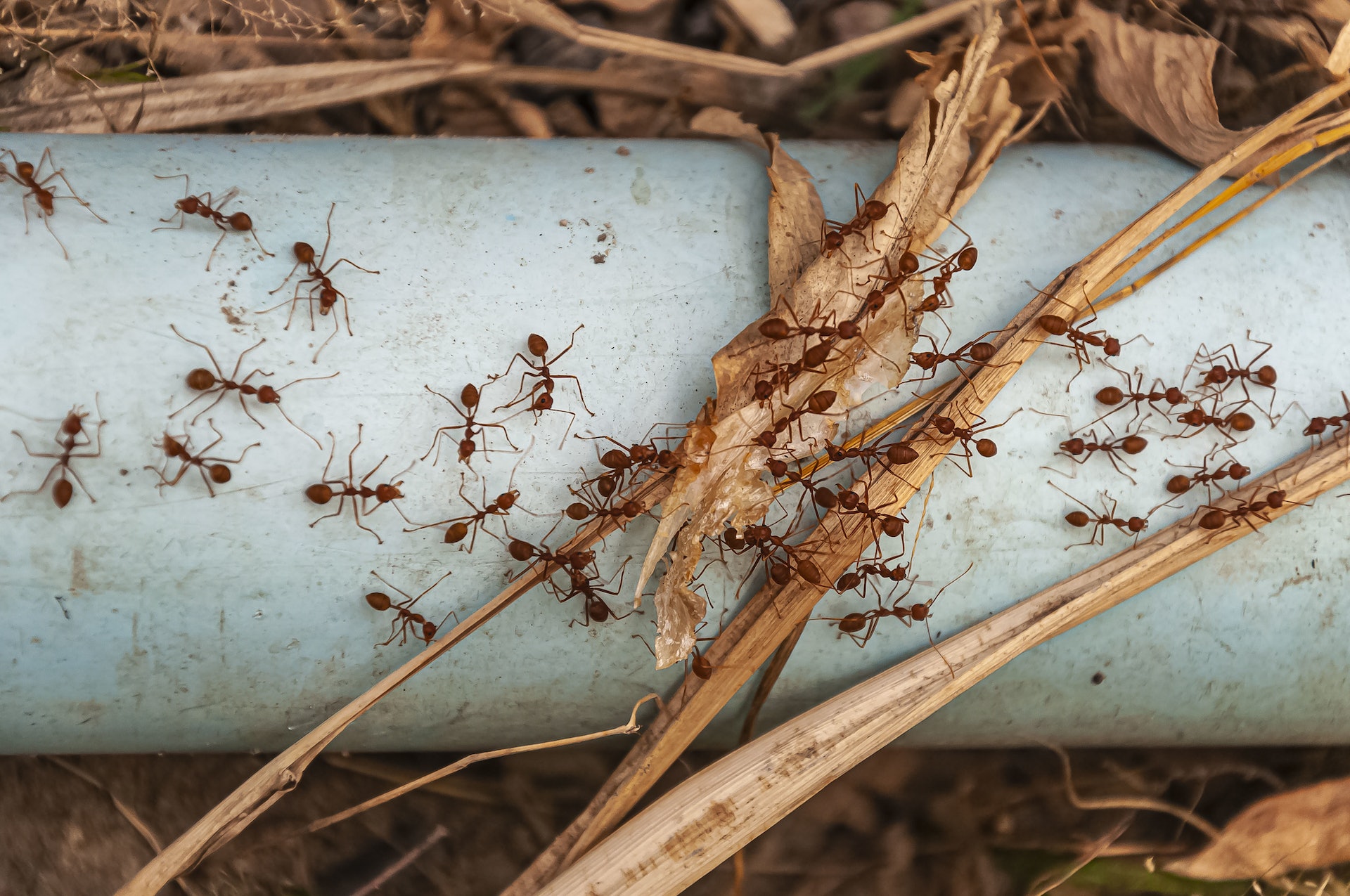 【月經】不少網民對「螞蟻吃經血」的迷思充滿好奇。(freepik)