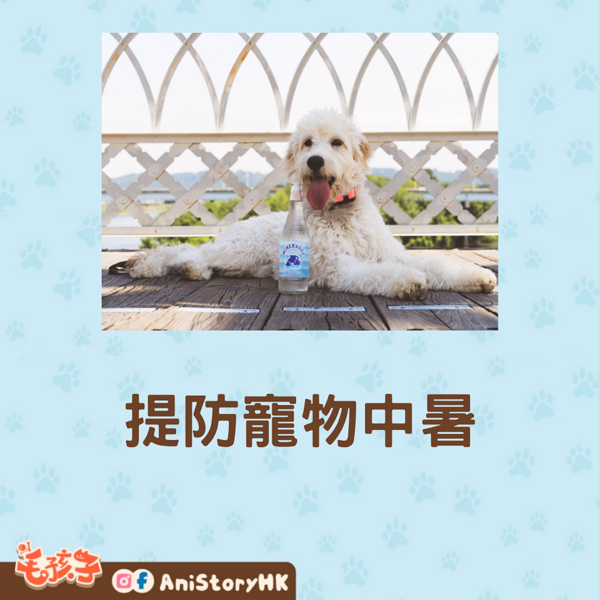 提防寵物中暑(01製圖,圖: Mineragua Sparkling Water/unsplash) 提防寵物中暑(01製圖,圖: Mineragua Sparkling Water/unsplash)