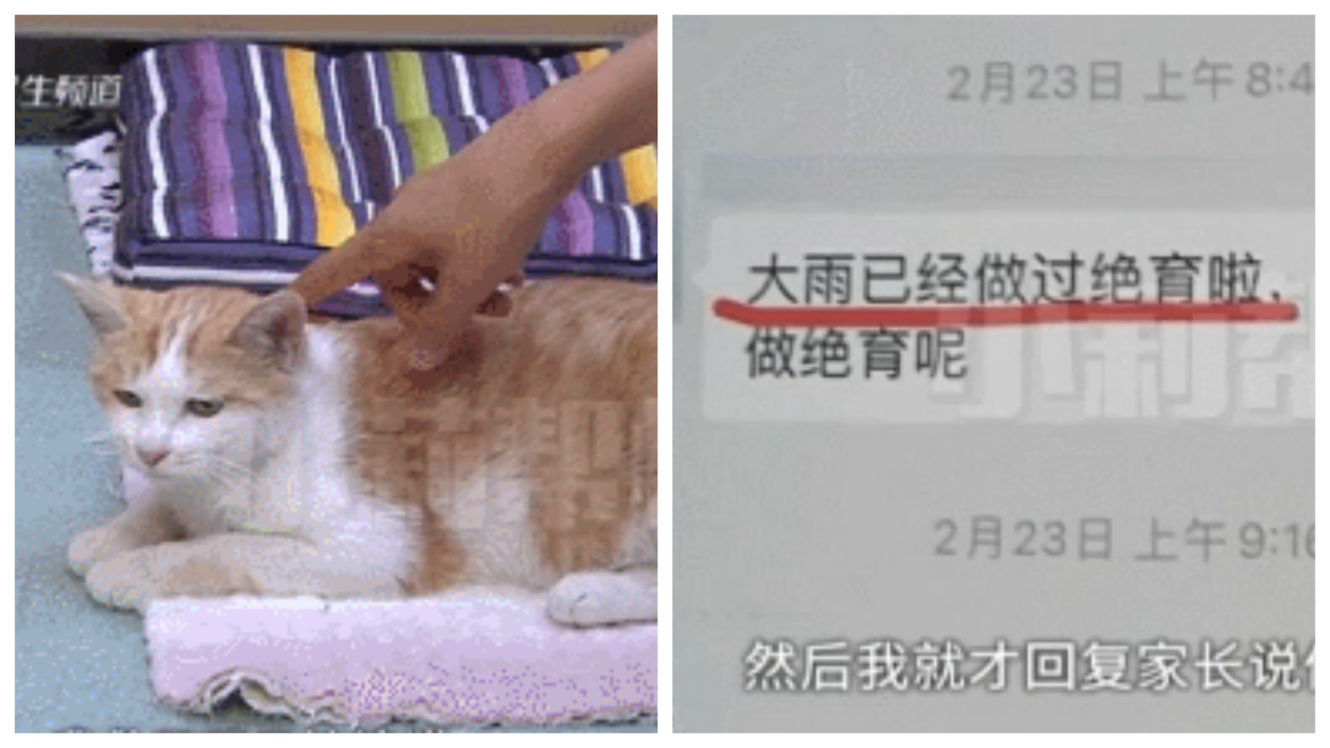 花幾千元給貓咪做絕育手術 半年後竟然懷孕 貓奴收回覆:忘了做 花幾千元給貓咪做絕育手術 半年後竟然懷孕 貓奴收回覆:忘了做