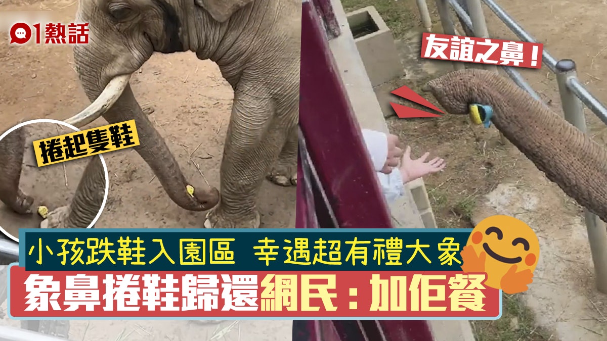 紅出國際!動物園大象用鼻幫小孩撿鞋爆紅 職員按網民要求咁做 紅出國際!動物園大象用鼻幫小孩撿鞋爆紅 職員按網民要求咁做