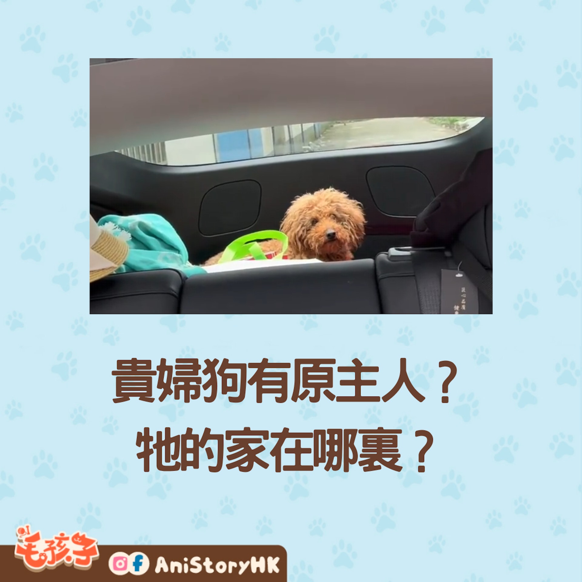 一隻狗狗在高架橋出現,牠的家呢?(01製圖;波奇網提供) 一隻狗狗在高架橋出現,牠的家呢?(01製圖;波奇網提供)