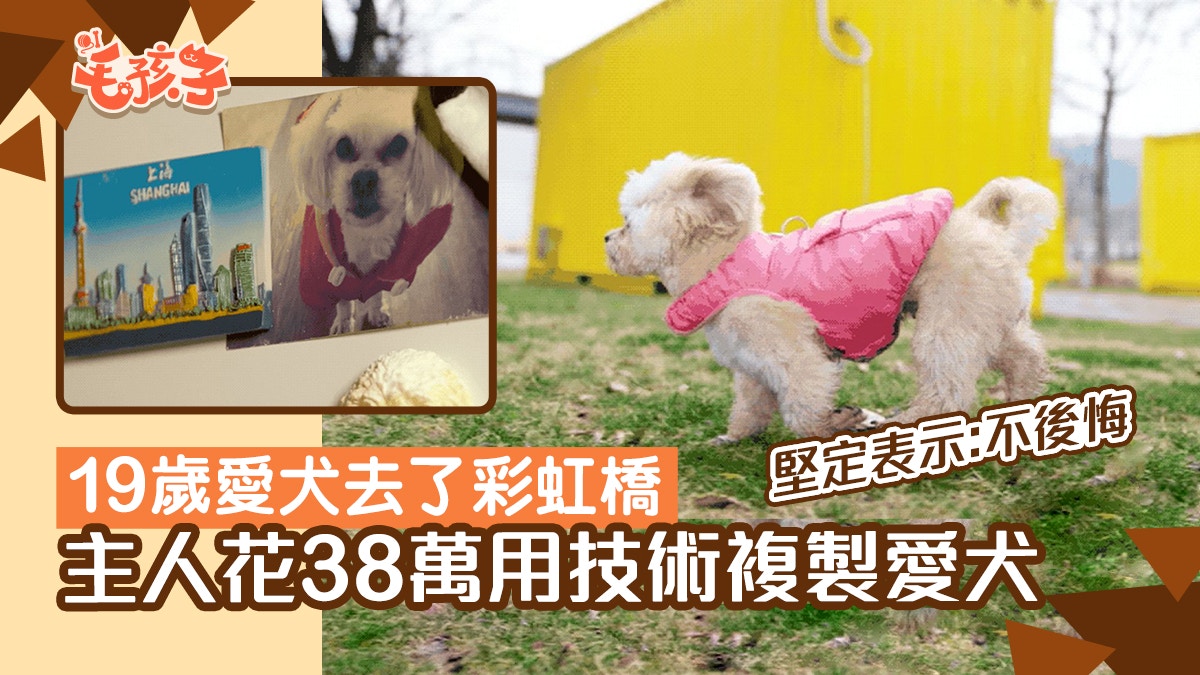 19歲愛犬去了彩虹橋她花38萬複製了這個家人堅定表示 不後悔 19歲愛犬去了彩虹橋她花38萬複製了這個家人堅定表示 不後悔