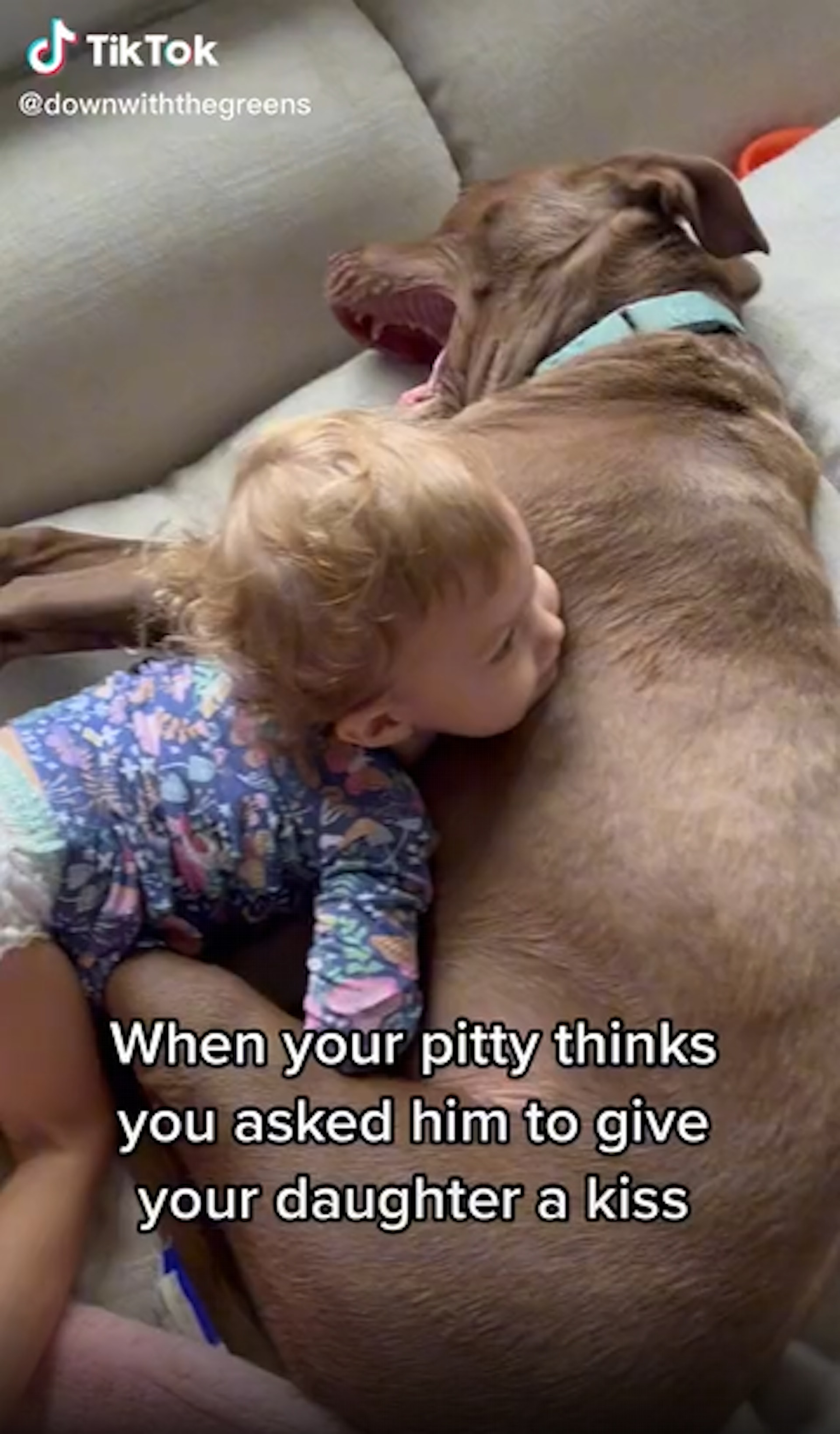 比特犬對妹妹百般呵護(TikTok@downwiththegreens) 比特犬對妹妹百般呵護(TikTok@downwiththegreens)