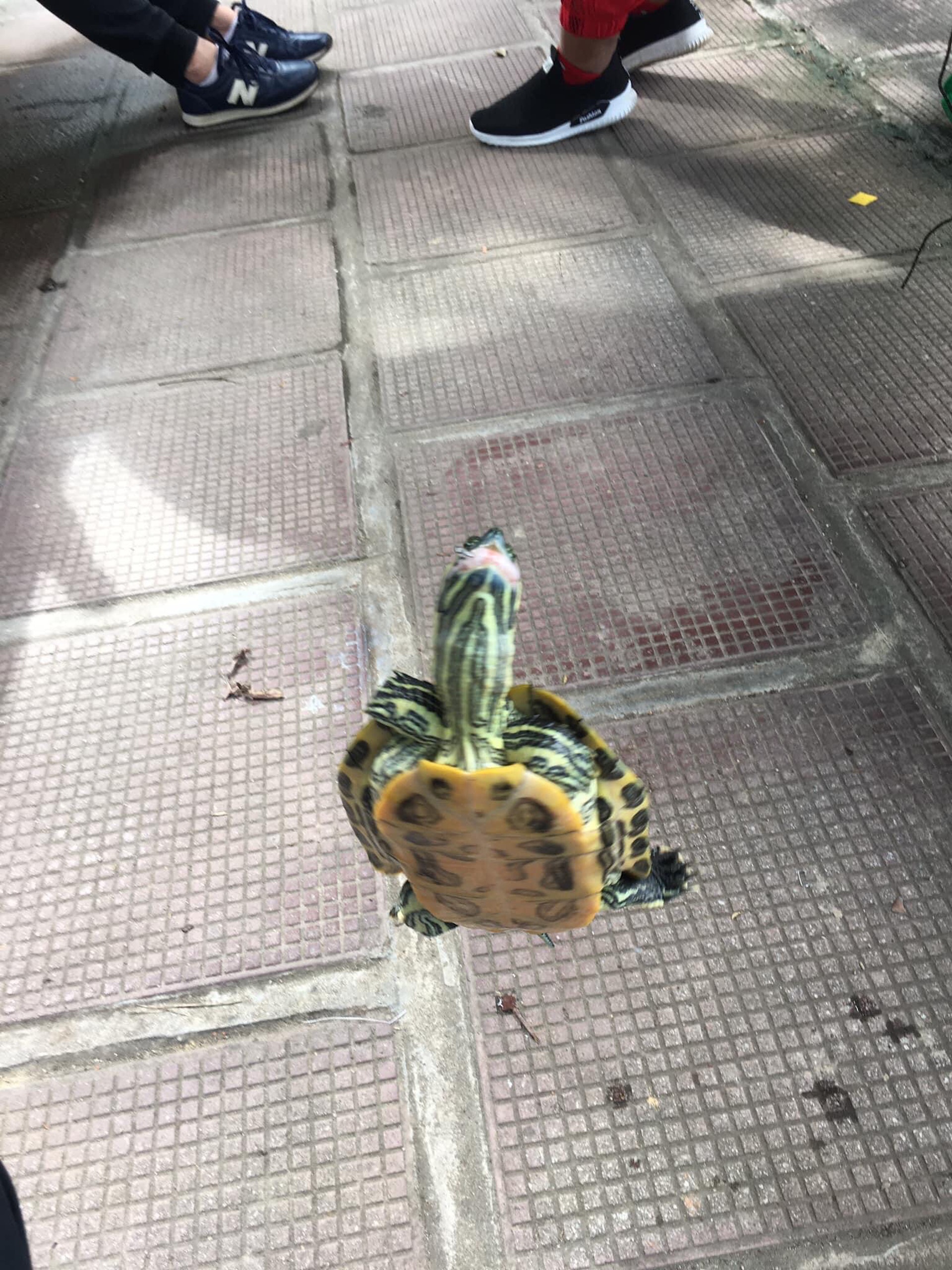 網上流傳相片,有男子表示日前於大潭篤水塘釣獲3隻巴西龜,並將龜隻帶回家斬件煲老火湯,更自稱是為了保護本地原生物種。(fb「香港淡水釣魚*台釣攻略組*」圖片) 網上流傳相片,有男子表示日前於大潭篤水塘釣獲3隻巴西龜,並將龜隻帶回家斬件煲老火湯,更自稱是為了保護本地原生物種。(fb「香港淡水釣魚*台釣攻略組*」圖片)