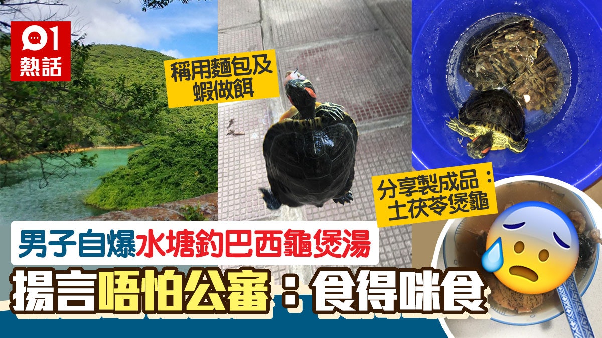 殘忍!男子大潭篤水塘釣巴西龜煲湯 被指犯法堅稱無錯:歡迎批鬥 殘忍!男子大潭篤水塘釣巴西龜煲湯 被指犯法堅稱無錯:歡迎批鬥