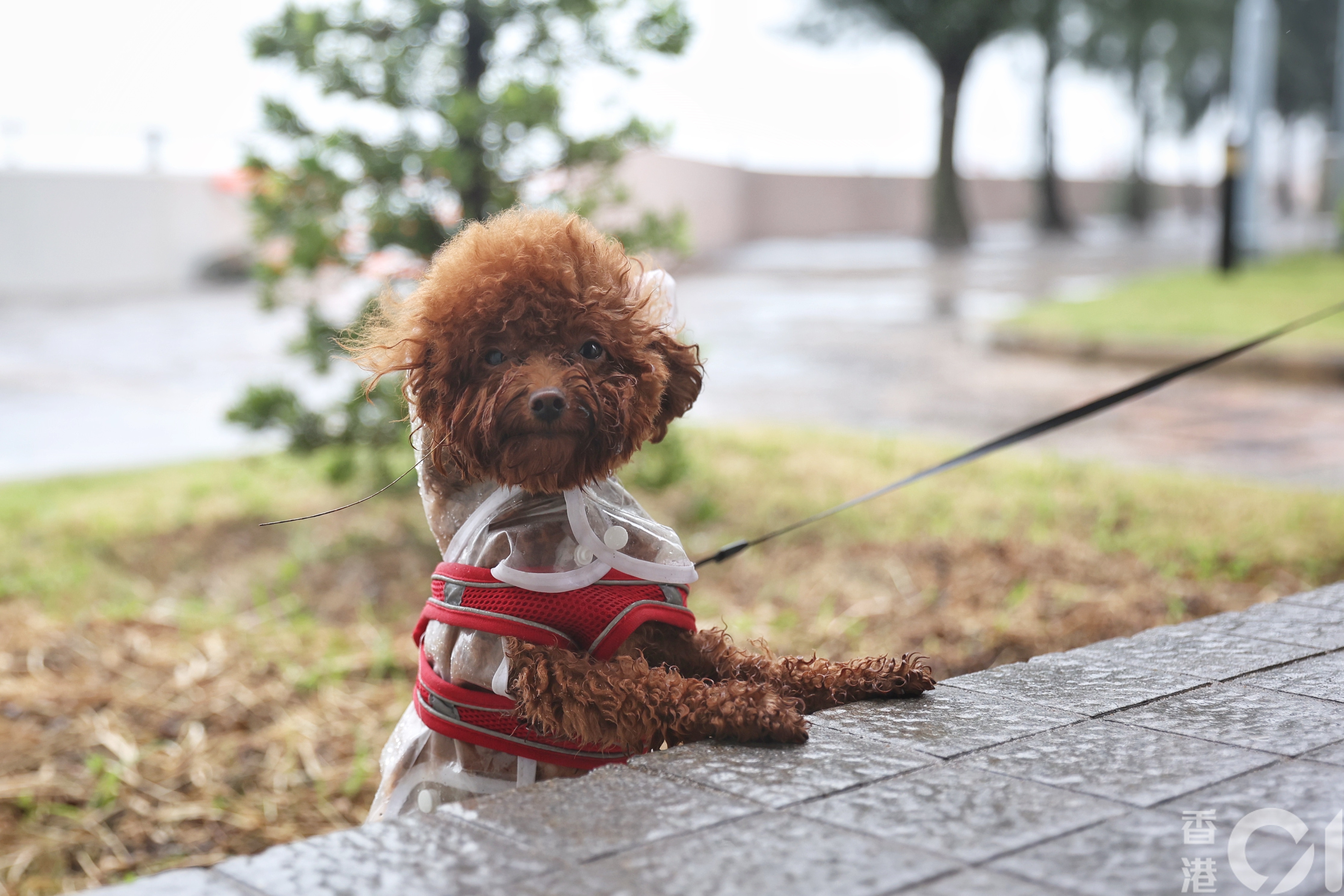 热带气旋「马鞍」袭港，8月25日上午8号风球生效期间，有市民带狗只于杏花邨散步。（李泽彤摄）