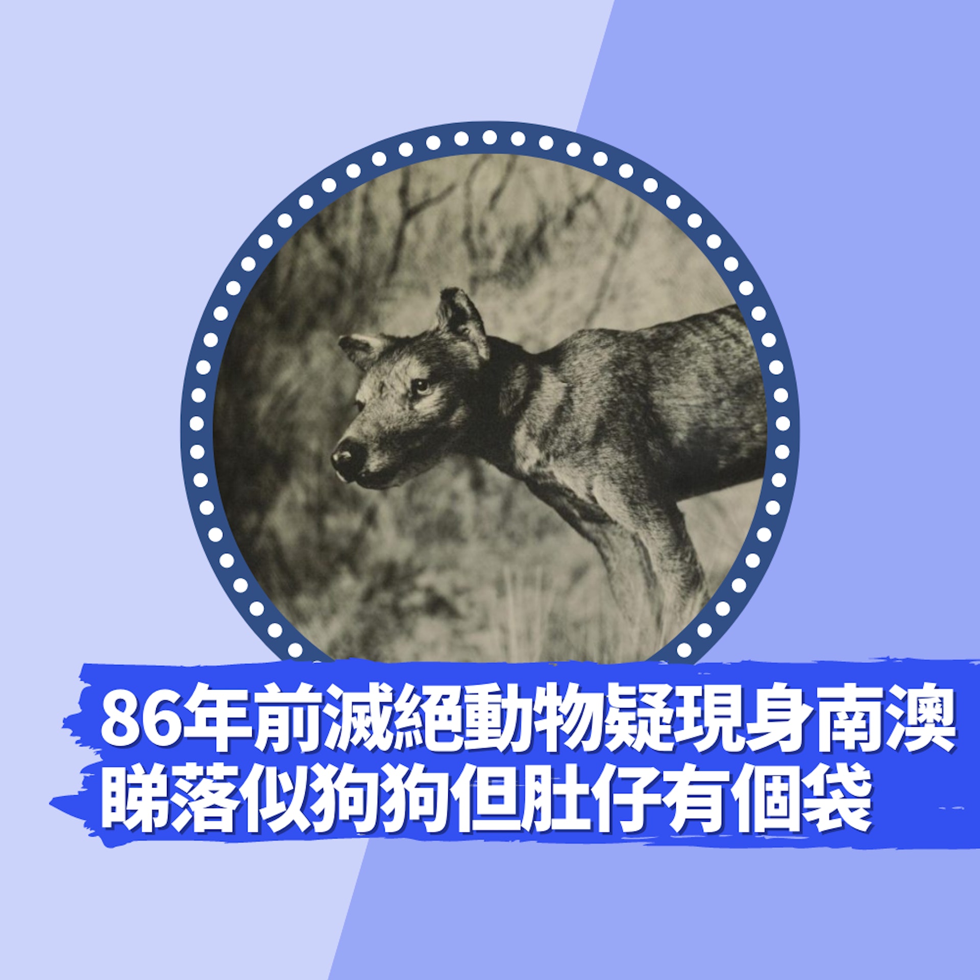 網民疑野生捕獲86年前滅絕動物現身南澳 睇落似狗狗但肚仔有個袋(01製圖/圖片來源:美國自然史博物館) 網民疑野生捕獲86年前滅絕動物現身南澳 睇落似狗狗但肚仔有個袋(01製圖/圖片來源:美國自然史博物館)