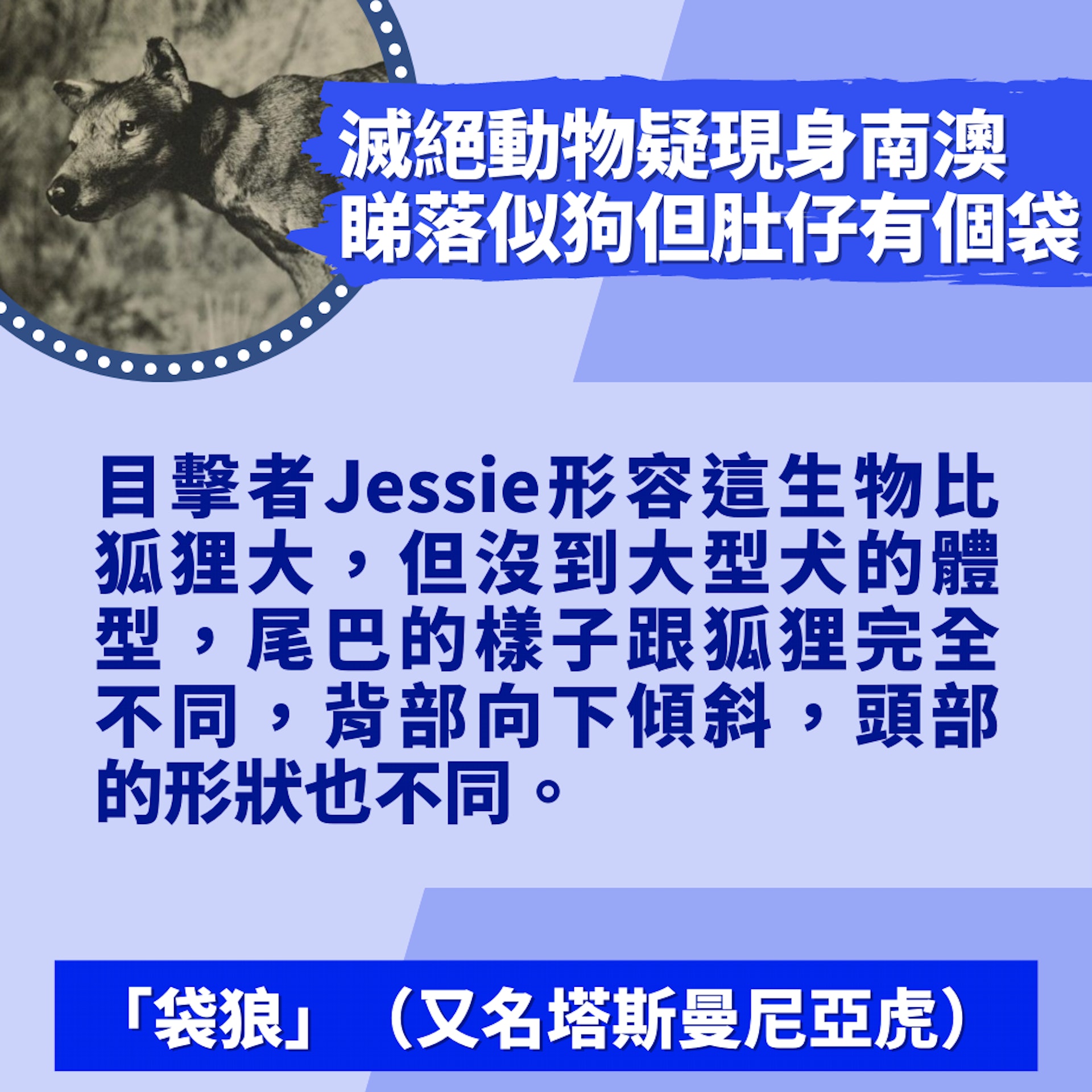 網民疑野生捕獲86年前滅絕動物現身南澳 睇落似狗狗但肚仔有個袋(01製圖/圖片來源:美國自然史博物館) 網民疑野生捕獲86年前滅絕動物現身南澳 睇落似狗狗但肚仔有個袋(01製圖/圖片來源:美國自然史博物館)